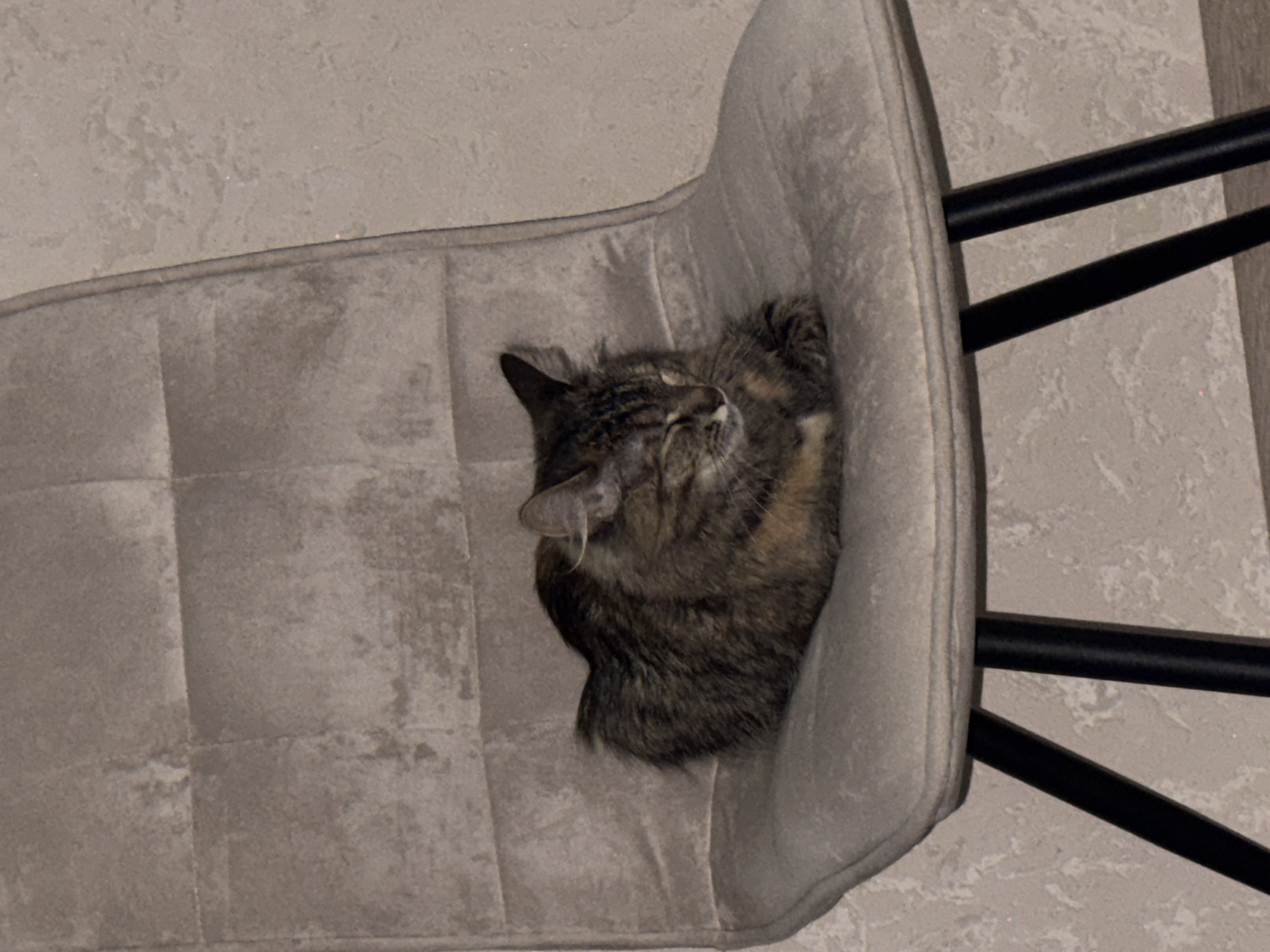 A tabby cat is curled up asleep on a modern chair with a light-colored, quilted seat and backrest, and black metal legs. The chair is placed in front of a textured, light-colored wall. The cat has brown, black, and tan fur with visible tabby markings. Its eyes are closed, and its head is tucked in. The scene appears to be indoors, likely in a residential setting in Saratov, Russia, though no specific landmarks or details confirm this location.