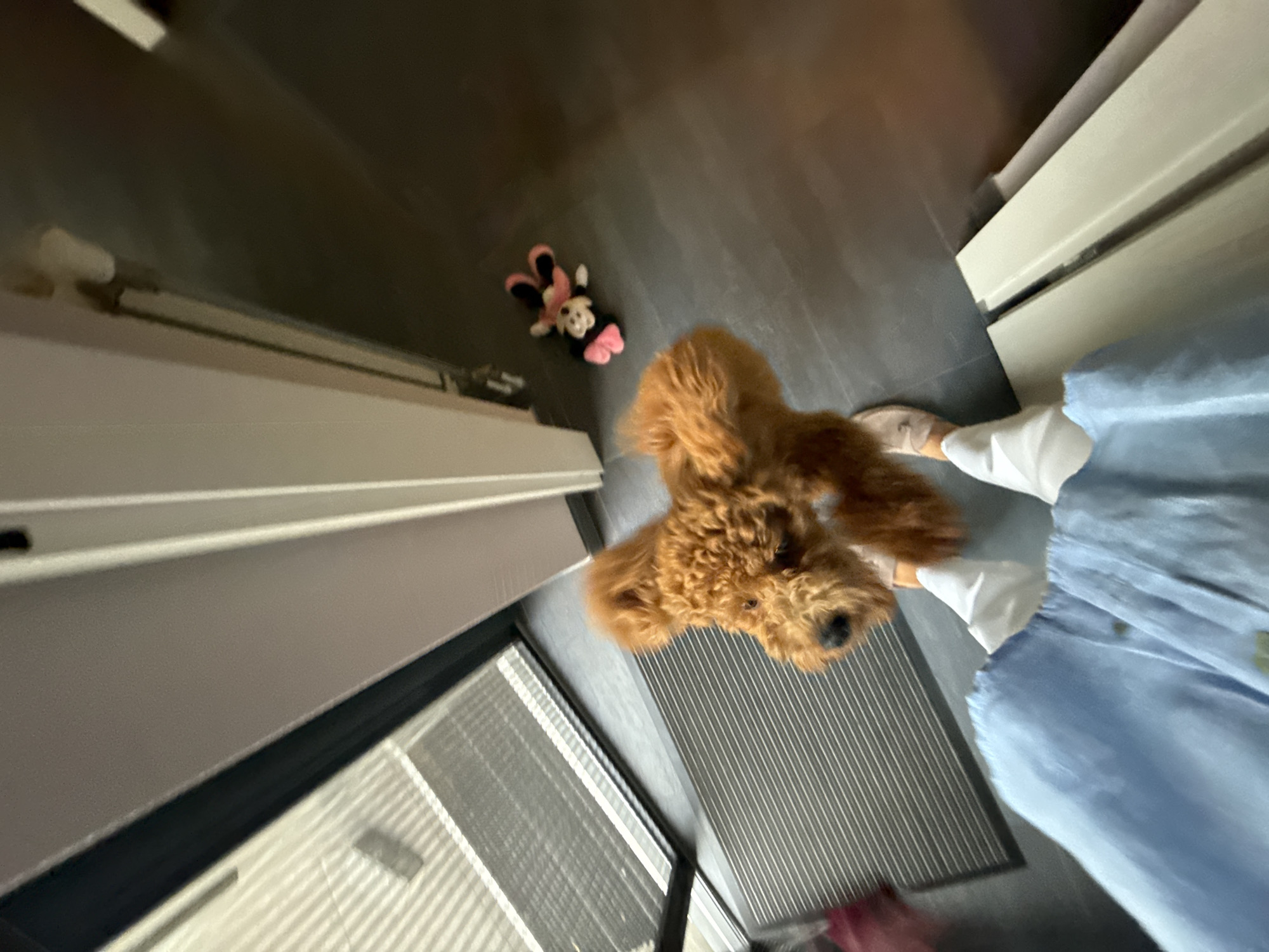 A fluffy, light brown dog, likely a poodle mix, stands on a dark gray floor. The dog is facing the camera, with its head slightly tilted to the left. Its fur is curly and voluminous, giving it a somewhat spherical appearance. Behind the dog, on the floor, is a pink and black stuffed toy, possibly a character from a cartoon, with a bow on its head. The dog and toy are situated near a doorway with a gray ribbed mat in front of it. To the left of the mat is a large glass door with a slatted screen. The floor appears to be indoors, possibly in a hallway or entryway. The perspective of the image is from a person's viewpoint, looking down towards the dog, suggesting the person is standing or holding the camera at a low angle. White trim is visible along the bottom edge of the image, indicating a threshold or baseboard. The scene is brightly lit. The location of Marum, Netherlands is not evident from the visual information in the image.