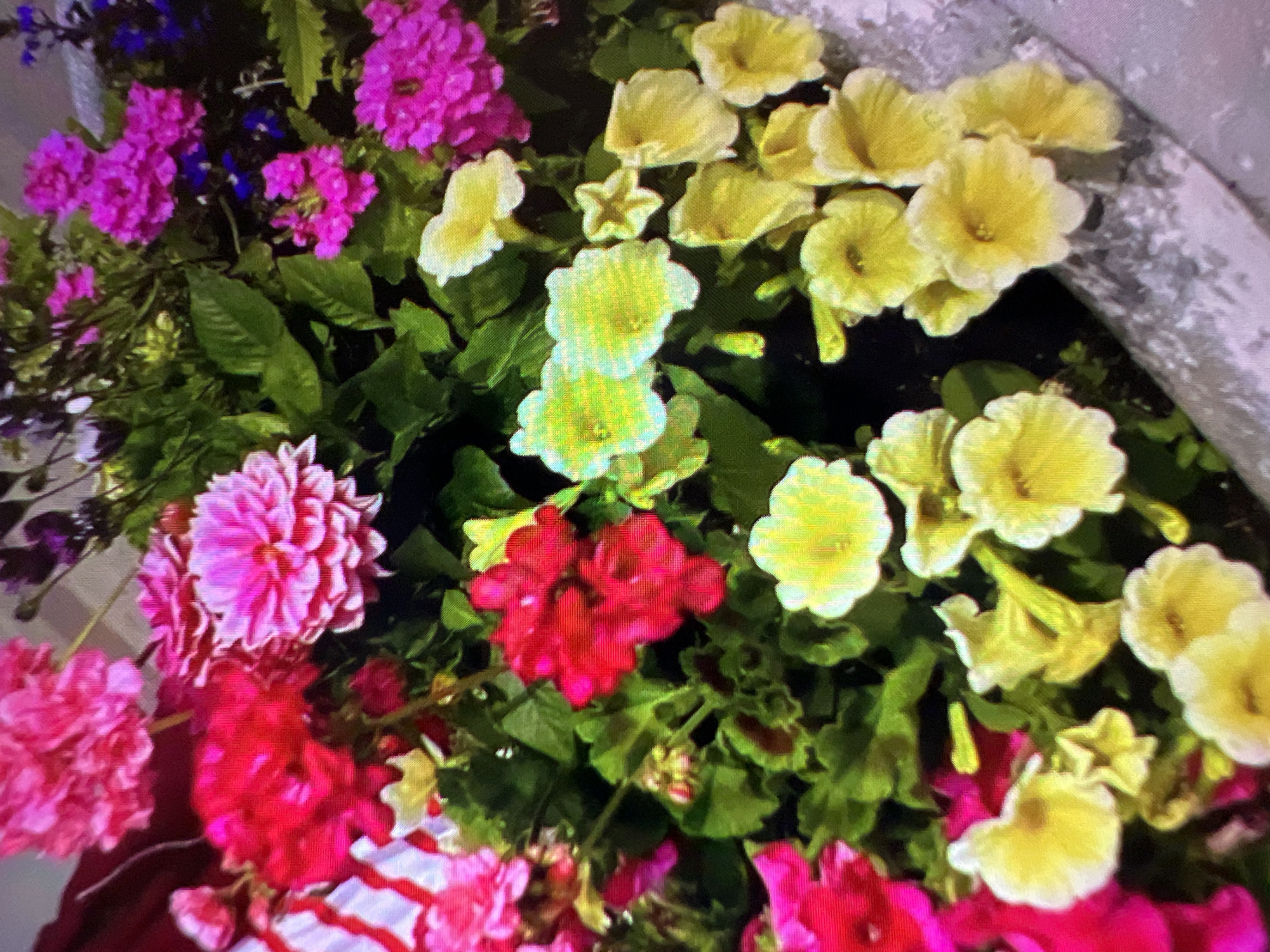 The image is a close-up, high-angle shot of a colorful flower arrangement. The flowers are a mix of bright pink, red, and yellow, with some purple accents in the background. The petals are delicate and layered, creating a rich texture. The foliage is a deep green, providing a lush contrast to the vibrant blooms. The overall impression is one of abundance and natural beauty. The photograph appears to be taken indoors, possibly in a home or public space, with artificial lighting. There are no people visible in the image, and the focus is entirely on the floral display. The composition is dynamic, with the flowers filling the frame and leading the viewer's eye through the different textures and colors. There is no information available to determine the specific location within the city of Minsk, Belarus.