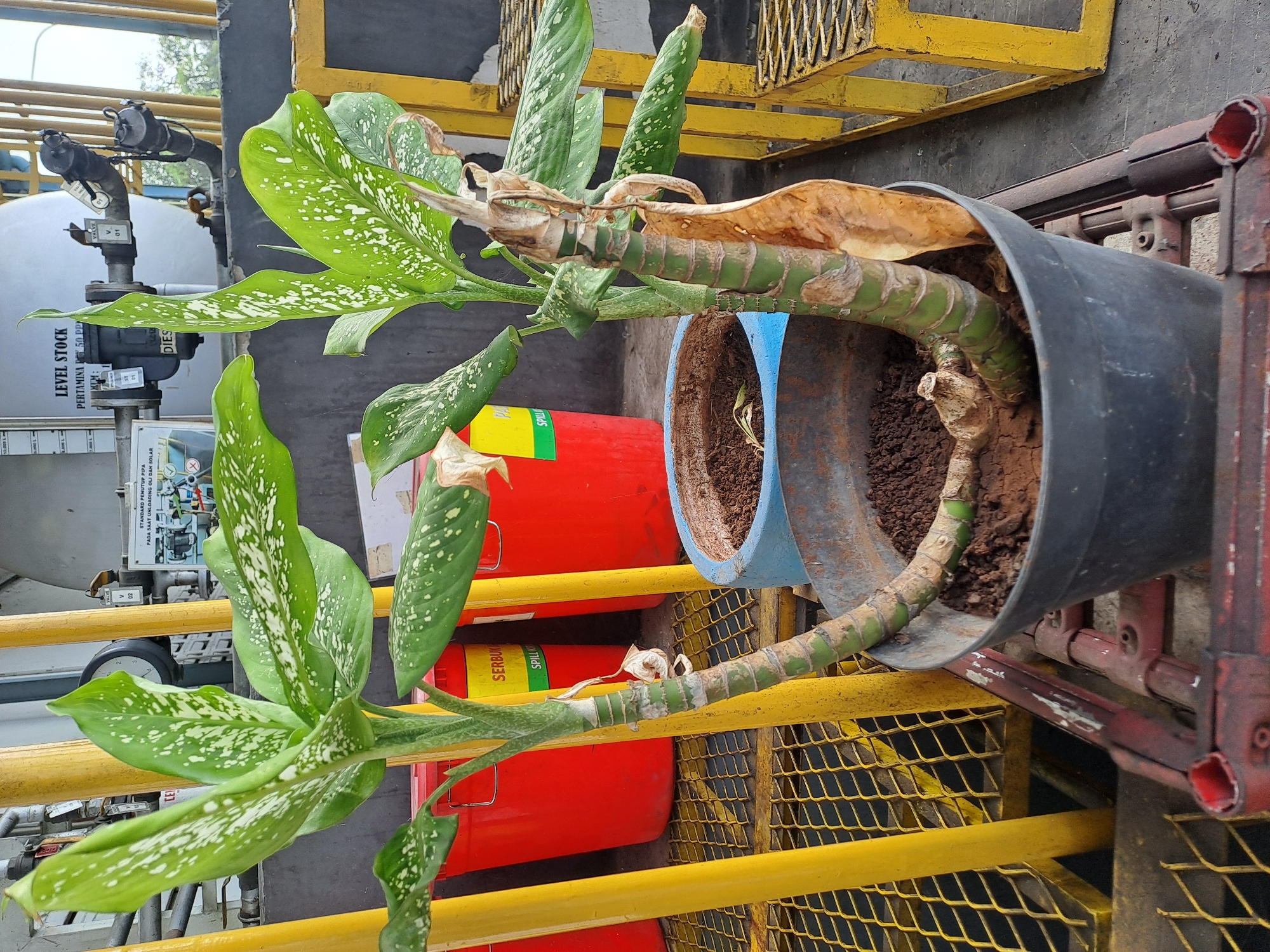 A medium shot captures a potted Dieffenbachia plant with variegated green and white leaves. The plant has thick, segmented stems, some of which are green and healthy, while one stem shows significant browning and drying. It is planted in a dark gray plastic pot containing dark soil. The pot sits on a reddish-brown metal rack with a diamond-patterned surface.
Behind the plant, yellow metal poles and a yellow metal grate are visible. To the left, two large red cylindrical containers are present, one with a yellow and green label that reads "SERBUK SPILL KIT". Further back, a large white cylindrical tank with various pipes, valves, and gauges is mounted. A black circular clock face is also visible on this tank. A sign with text and diagrams is affixed to the tank. To the right, another yellow metal structure, resembling a small platform or step, is visible. The ground appears to be concrete.
The scene is likely an outdoor industrial or storage area. The presence of "SPILL KIT" and industrial equipment suggests a location associated with the storage or handling of materials, possibly in an area like the industrial zone of Karawang, Indonesia, known for its manufacturing and logistics facilities. No people are present in the image.