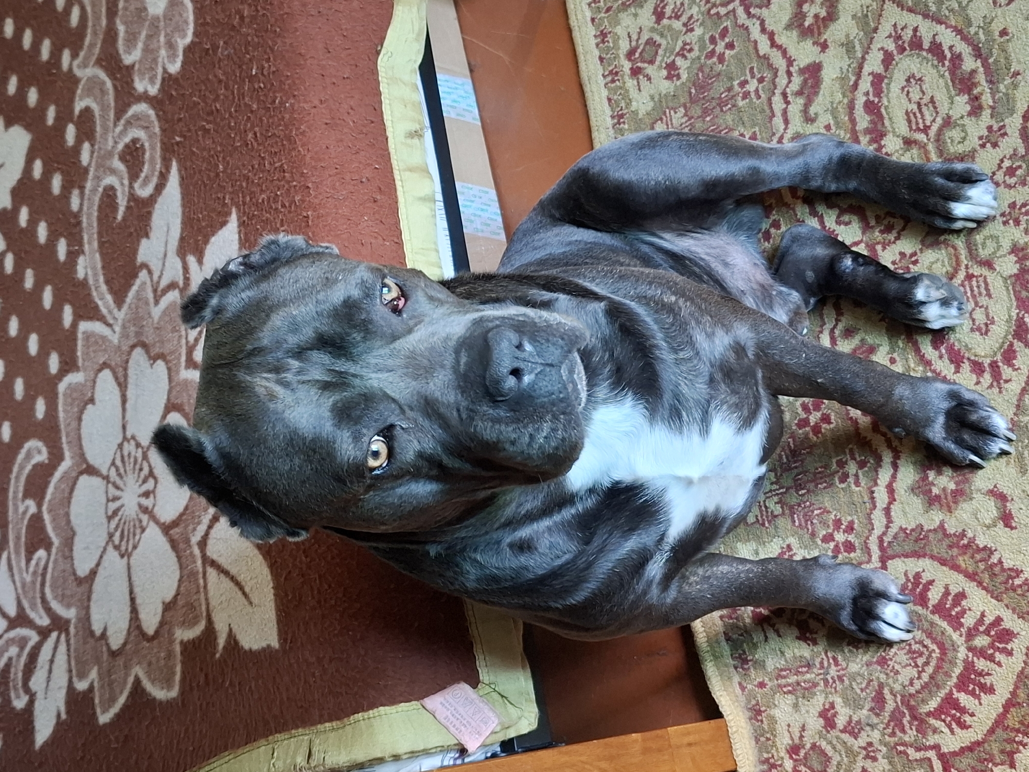 A grey pit bull with white markings on its chest sits on a rug with a red and yellow floral pattern. The dog has a large head and muscular build, with its ears cropped and standing erect. Its eyes are yellow and alert, and its mouth is closed in a neutral expression. The dog is positioned in the center of the frame, with a blanket behind it that has a large floral pattern. To the left of the dog, a wooden furniture piece is visible. To the right of the dog, there are some boxes and another rug. The overall environment appears to be indoors, possibly in a home.