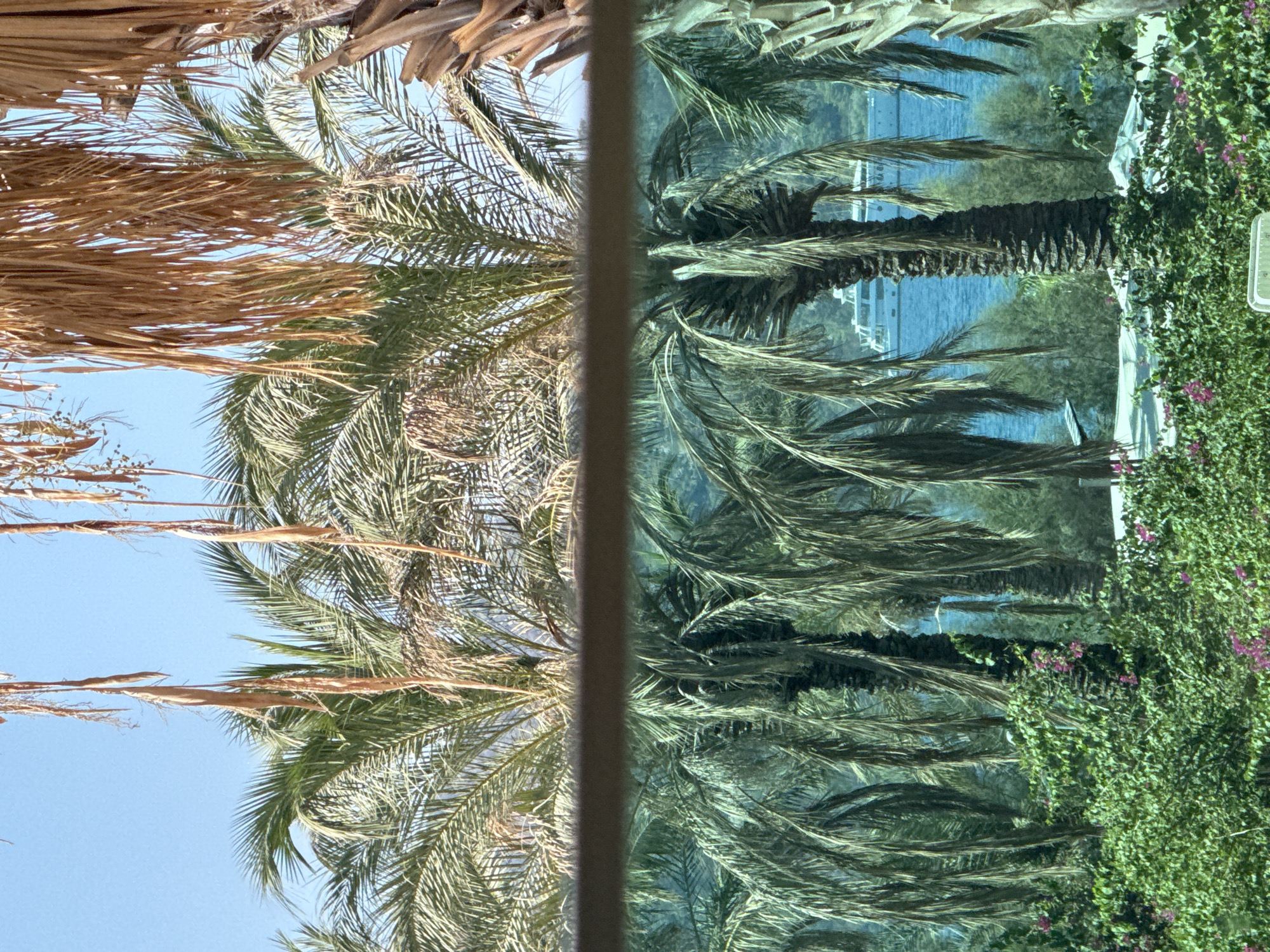 The image captures a view through palm trees of a clear blue sky. A horizontal band, likely a railing or barrier, divides the scene. Below this band, the reflection in what appears to be glass shows more palm trees, lush green foliage with small pink flowers, and the turquoise sea. In the reflection, a white yacht is visible on the water, and a tree-covered hillside forms the background. The overall impression is of a sunny day in a coastal resort town. The location is identified as Bodrum, Turkey.