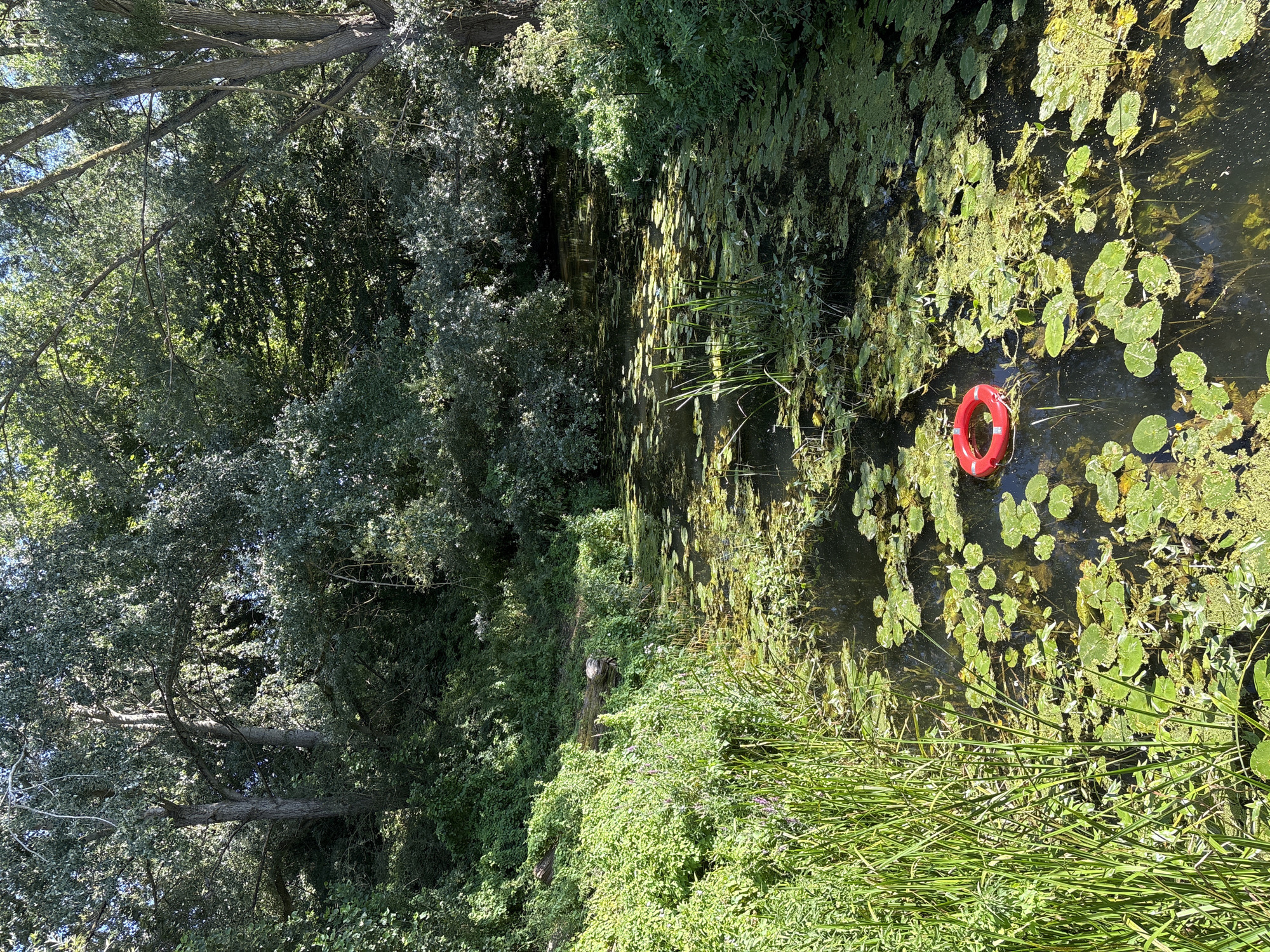 The image depicts a tranquil, natural scene with a body of water choked with lily pads and surrounding vegetation. A bright red life buoy is visible floating in the water. The water is dark and reflects the dense green foliage that lines its banks. Tall trees with lush green canopies dominate the background, suggesting a wooded area. The lighting indicates it is daytime, with sunlight dappling through the leaves. The overall impression is one of a secluded natural spot within a park or woodland area. Given the context of Chelmsford, United Kingdom, this could be a pond or slow-moving section of a river within one of its many green spaces, such as Hylands Park or along the River Chelmer. The presence of the life buoy suggests a location where there is a potential risk of drowning, often found near public access points to water bodies.