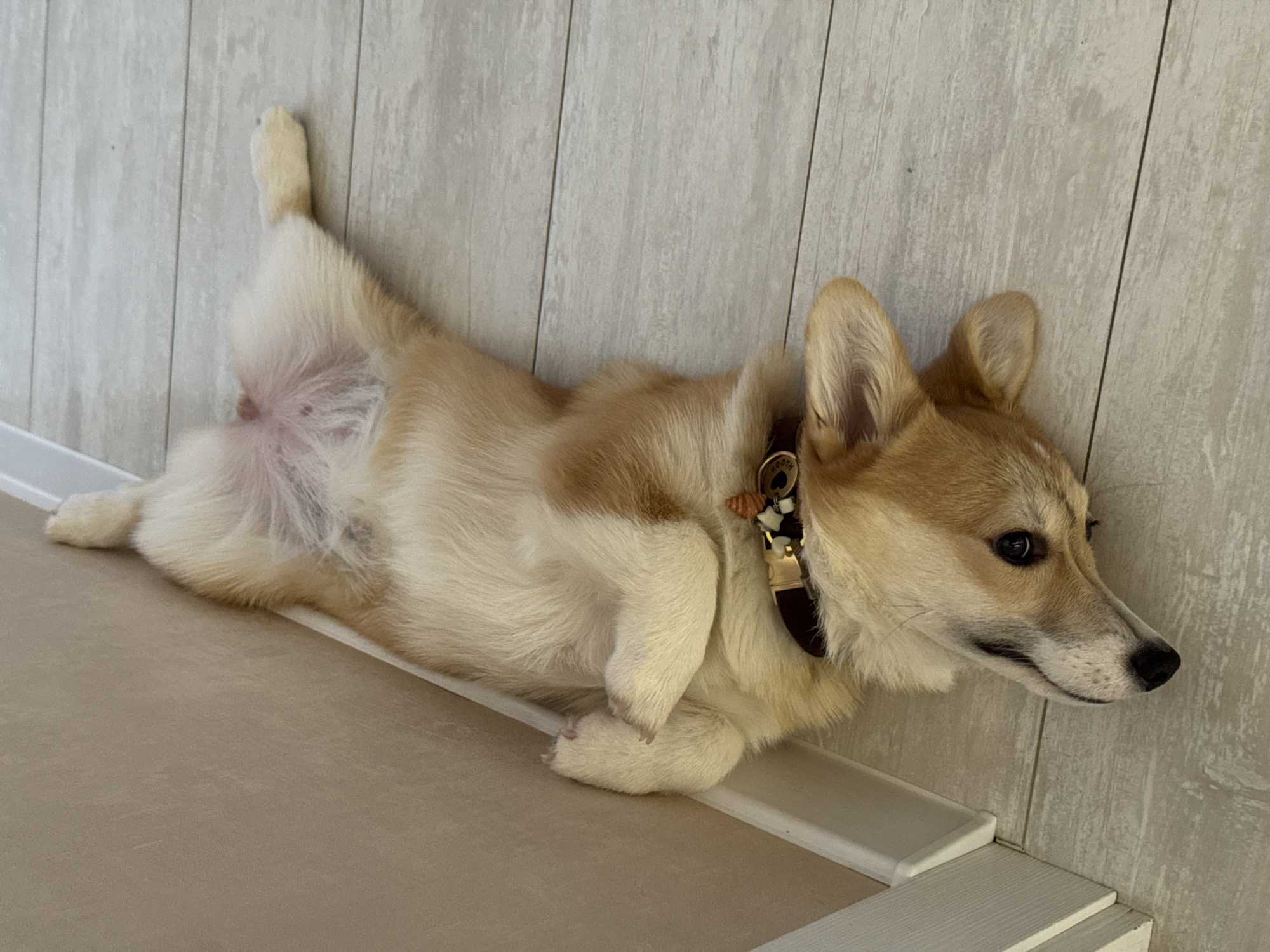 A tan and white corgi dog is lying on its back on a light tan surface with a white border, next to a vertically-oriented light-gray wood-patterned wall. The dog is wearing a dark brown collar with light-colored charms. The dog's left rear leg is extended upwards toward the wall, while the other legs are tucked in towards the body. The dog is looking to the right, away from the camera. The location in the city of Chaikovsky, Russia is not evident from the image.