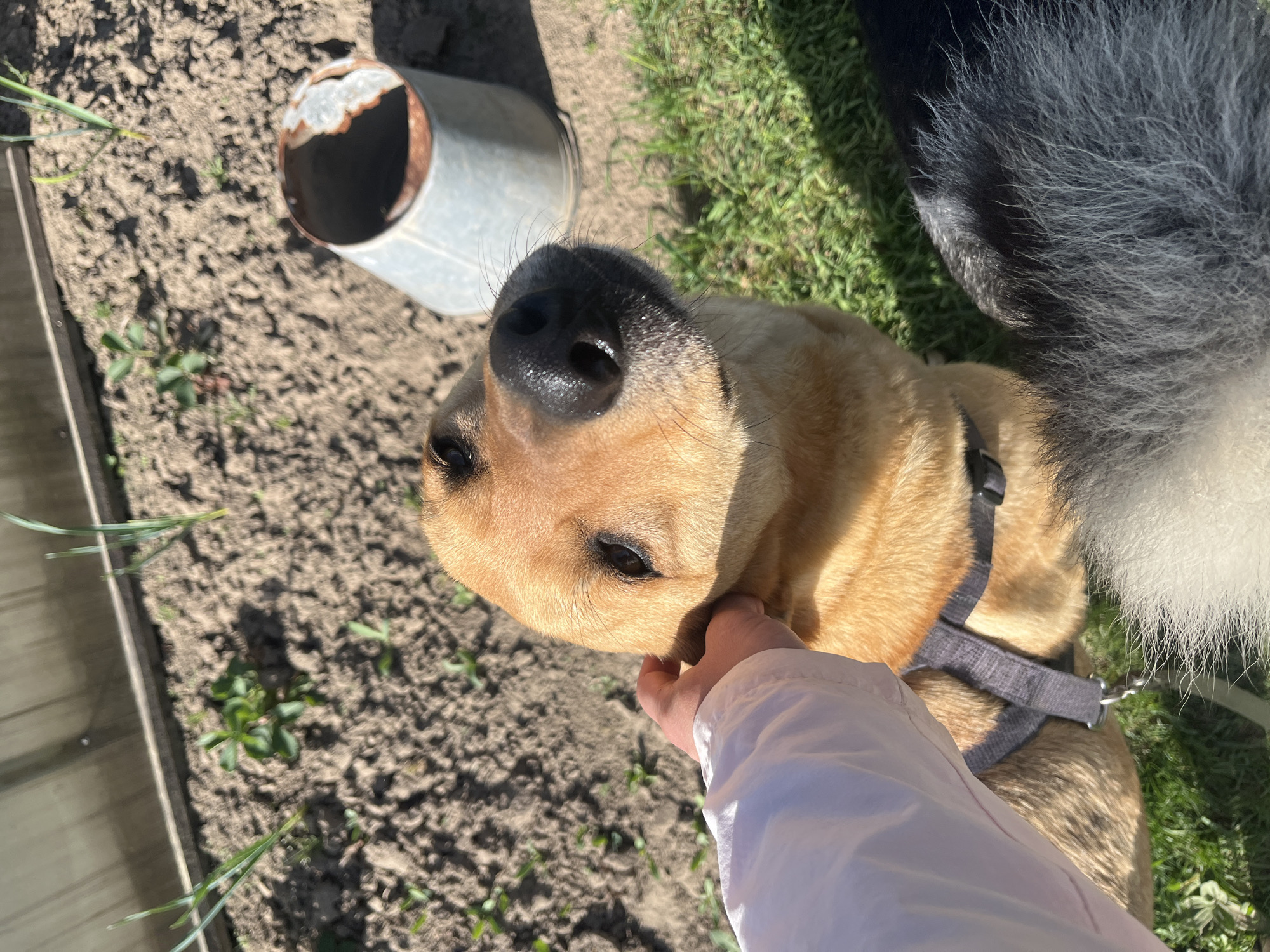 A medium-sized, tan dog with a black nose is being petted by a person wearing a white jacket. The dog has a gray harness. To the dog's left is a galvanized metal bucket. The background consists of dirt and grass. There is no indication of Nizhny Tagil, Russia.