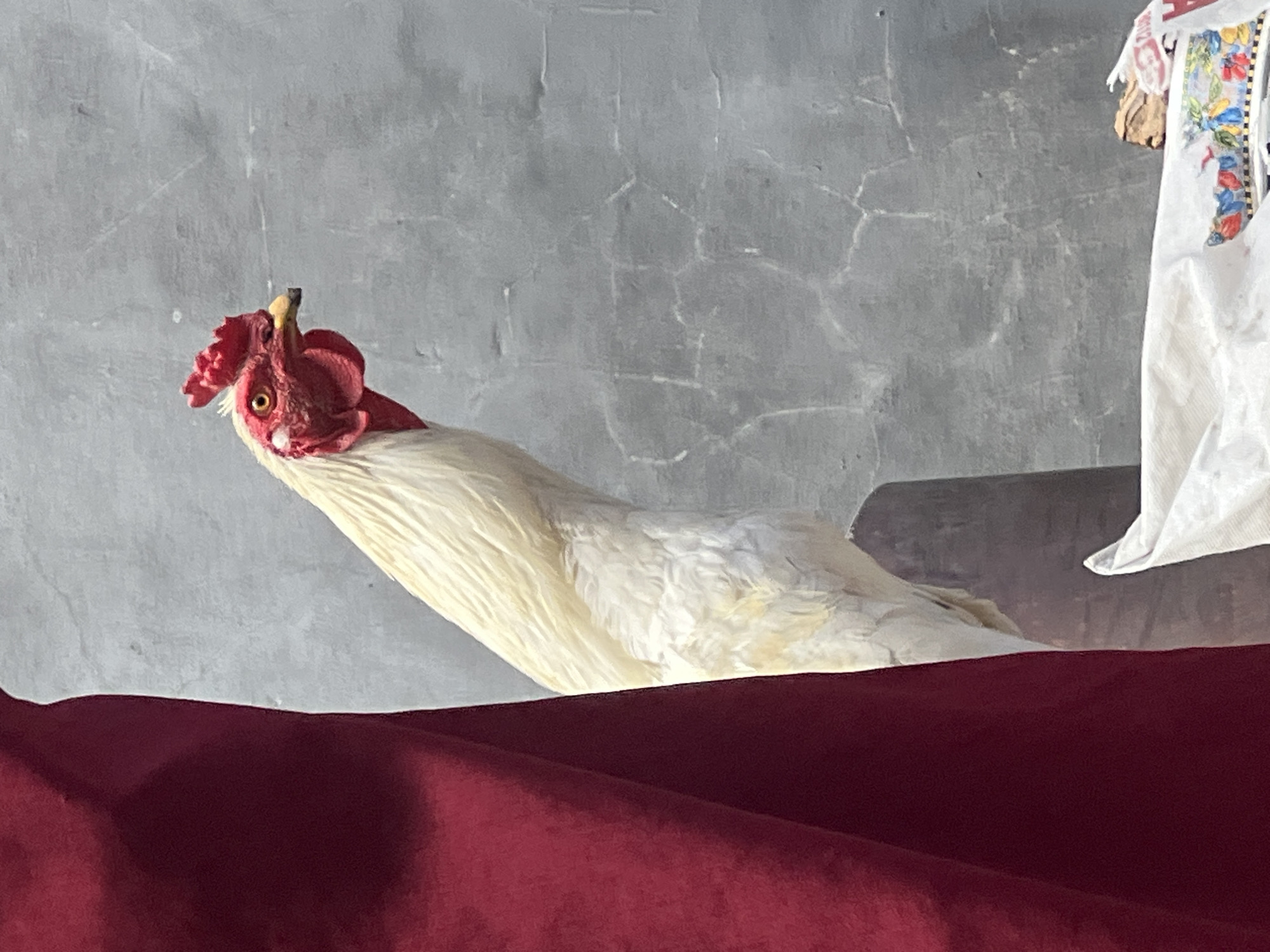 An eye-level medium shot shows a white rooster with a bright red comb and wattle standing in front of a cracked grey concrete wall. A large section of dark red fabric is on the left side of the frame, obscuring part of the rooster and its surroundings. The rooster's head is turned to its right, and its beak is slightly open. Its bright red comb is erect, and its red wattle hangs below its beak. Its left eye is visible, showing a golden iris and black pupil. The rooster's white feathers are detailed, with visible textures and subtle shading. In the lower right corner of the image, a white cloth bag is visible, and a small portion of what appears to be colorful patterned paper is peeking out from beneath it. The overall scene suggests an outdoor setting, possibly a backyard or an alleyway in Denpasar, Indonesia, given the presence of the concrete wall and the tropical climate suggested by the rooster's appearance.