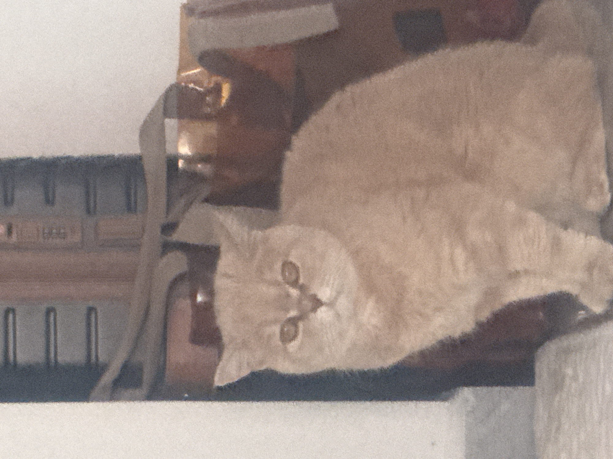 A light-colored cat rests on a dark, wooden surface, appearing to look directly at the viewer. In the background, there is a blurry view of what appears to be a piano with a music stand. The foreground consists of a white, possibly marble-like, surface. The location and city are undetermined.
