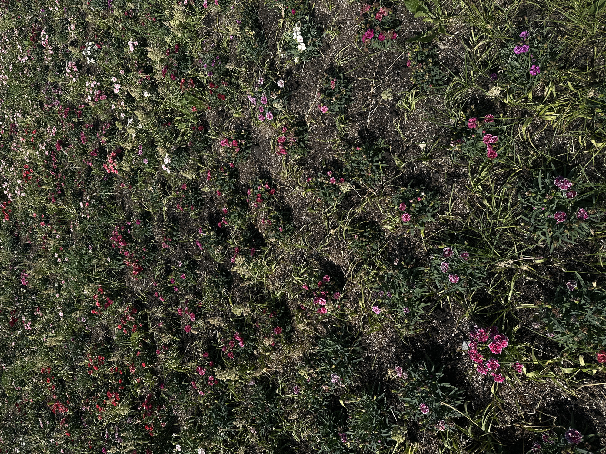 An overhead, ground-level shot shows a patch of flowers in what appears to be a public garden or park in Moscow, Russia. The flowers are small, with ruffled petals, and appear in various shades of pink, red, white, and purple. They are planted in irregular clusters, interspersed with green foliage and dry grass. The ground beneath the flowers is dark soil, with some scattered organic mulch. The lighting suggests a bright, sunny day, casting shadows across the scene. No people or animals are visible.