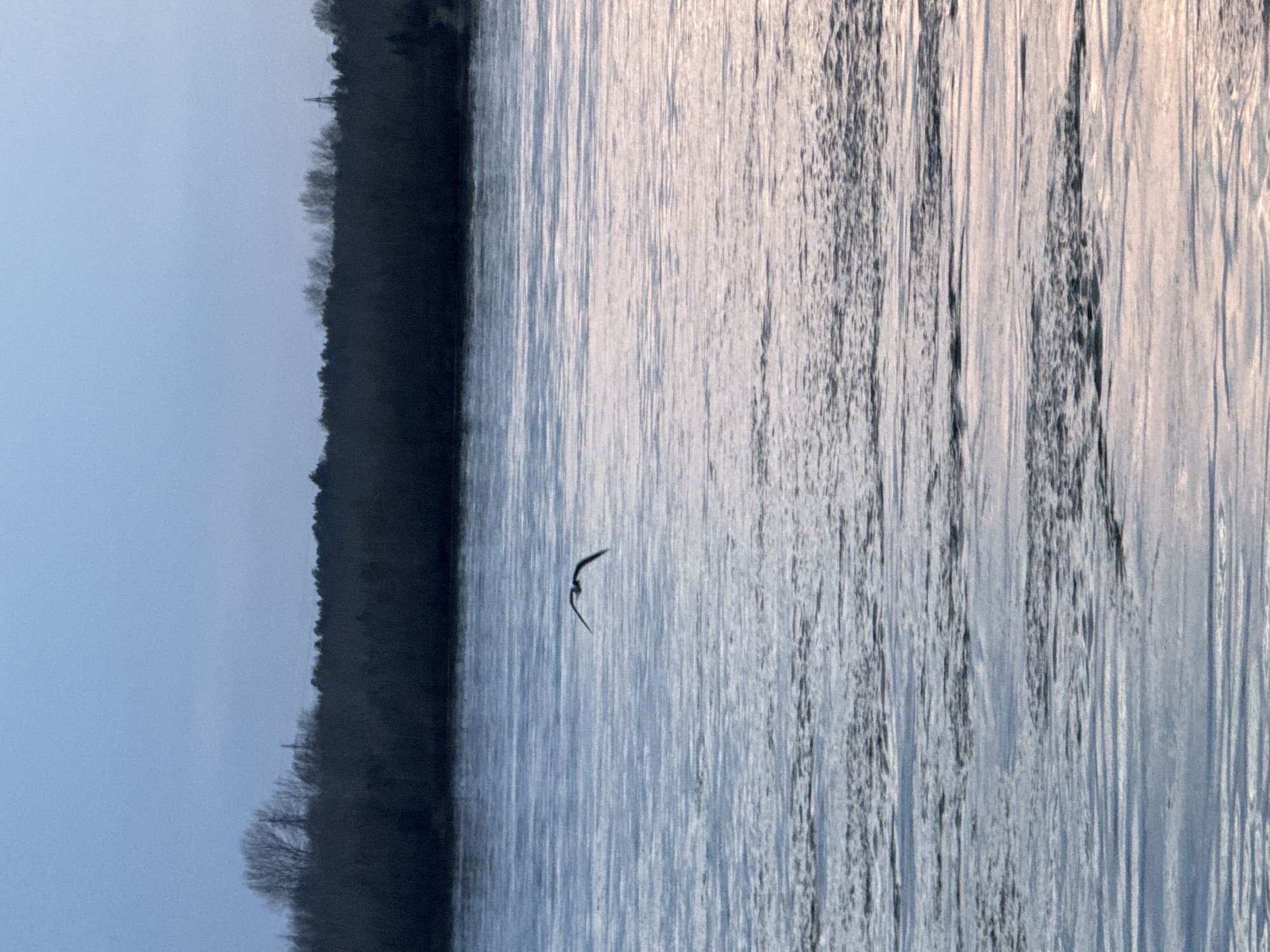 A landscape photograph depicts a body of water, likely the Kama River, adjacent to a treeline. In the center of the image, a single bird is captured in flight. The sky is overcast. This photograph was likely taken near the city of Chaikovsky, Russia.