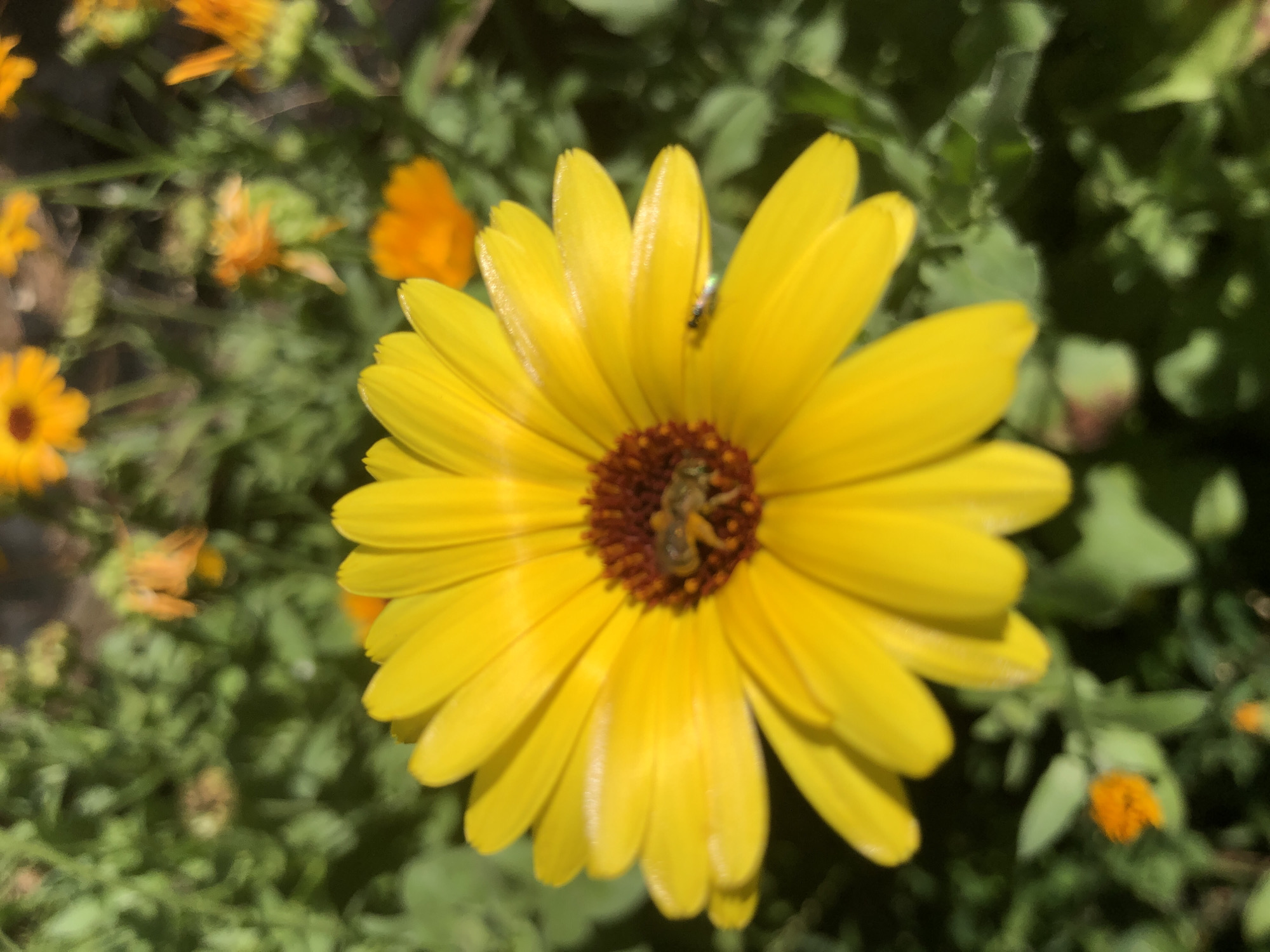 A close-up, slightly blurred, medium-shot photograph features a bright yellow daisy-like flower in the foreground, centered in the frame. The flower has numerous petals radiating outwards and a dark brown center. A small bee is visible on the center of the flower, appearing to be collecting nectar. In the background, out of focus, are other orange and yellow flowers, along with green foliage. The lighting suggests it is daytime, with sunlight illuminating the scene. The setting is a garden or a natural area with flowers.