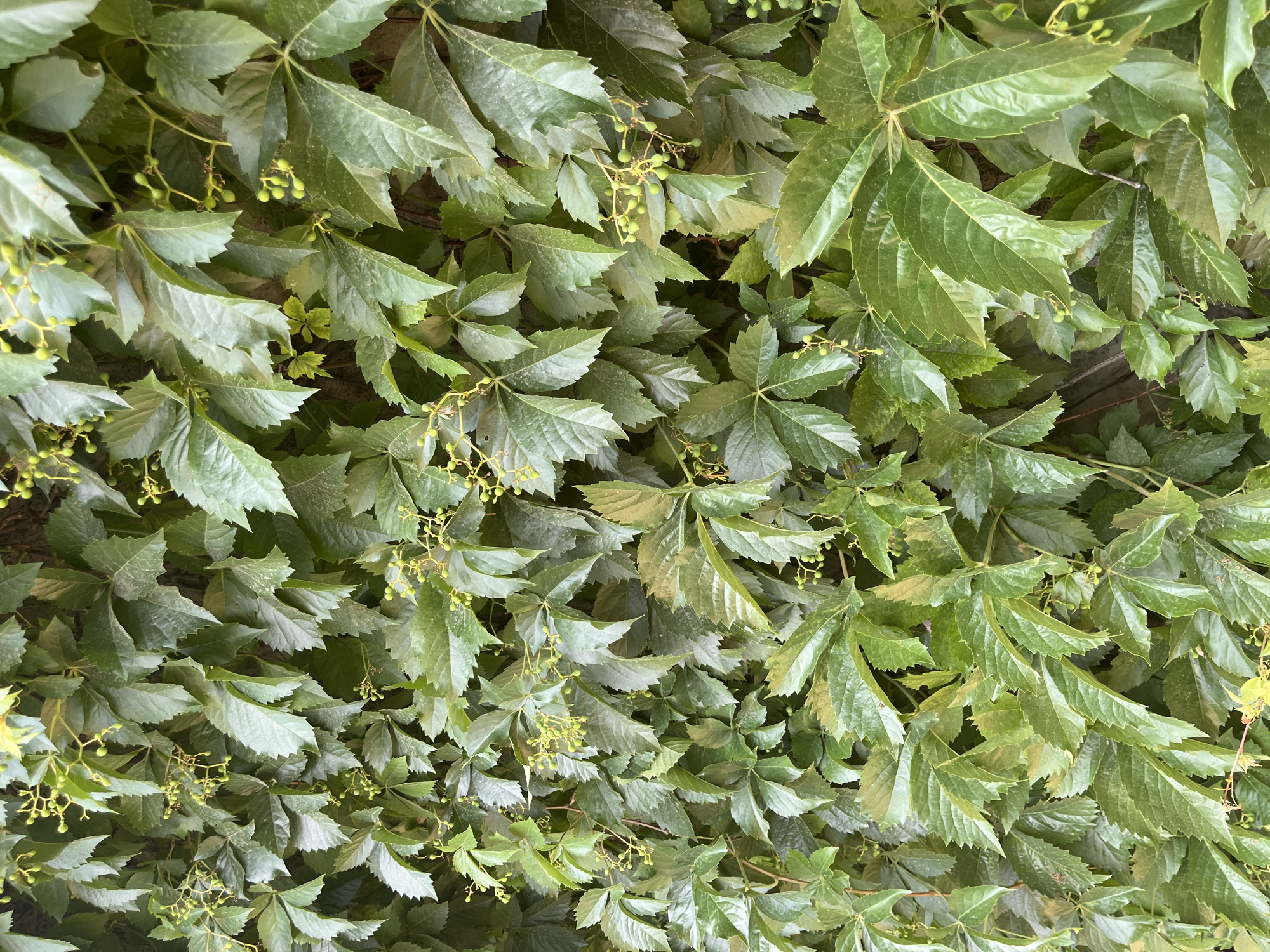 This is a close-up, full-frame shot of a dense wall covered in vibrant green ivy. The leaves are deeply veined and have serrated edges, with some clusters of small, unripe green berries visible. The ivy is growing over what appears to be a textured, possibly stone or concrete surface, which is dark and mostly obscured by the foliage. The lighting suggests an overcast day, with soft, diffused light illuminating the leaves. The image is taken in Shymkent, Kazakhstan, likely on a building's exterior wall or a garden structure. There are no people or animals present.