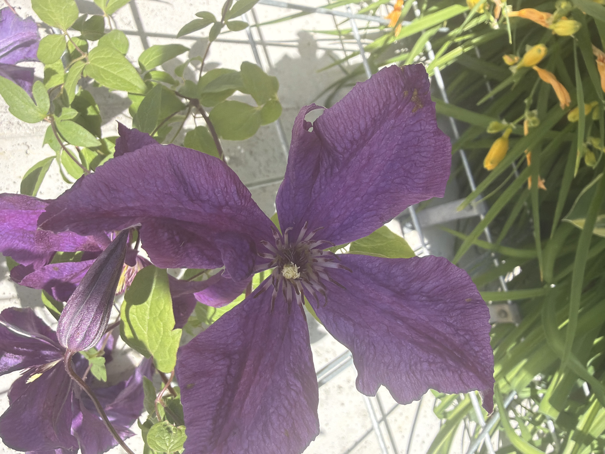 The image displays a close-up view of a vibrant purple clematis flower in bloom, with several other clematis flowers and buds visible in the background. The flower features large, velvety petals with a textured surface and a delicate stamen at its center. Lush green leaves provide a backdrop, and parts of a light-colored textured wall and a wire fence are also visible. In the lower portion of the image, green grass and several small yellow and orange flower buds or spent blooms can be observed. The lighting suggests an outdoor setting, possibly during daylight hours, with shadows cast on the wall. The location is identified as Unknown, Unknown, implying that specific geographical or urban details are not available for this scene.
