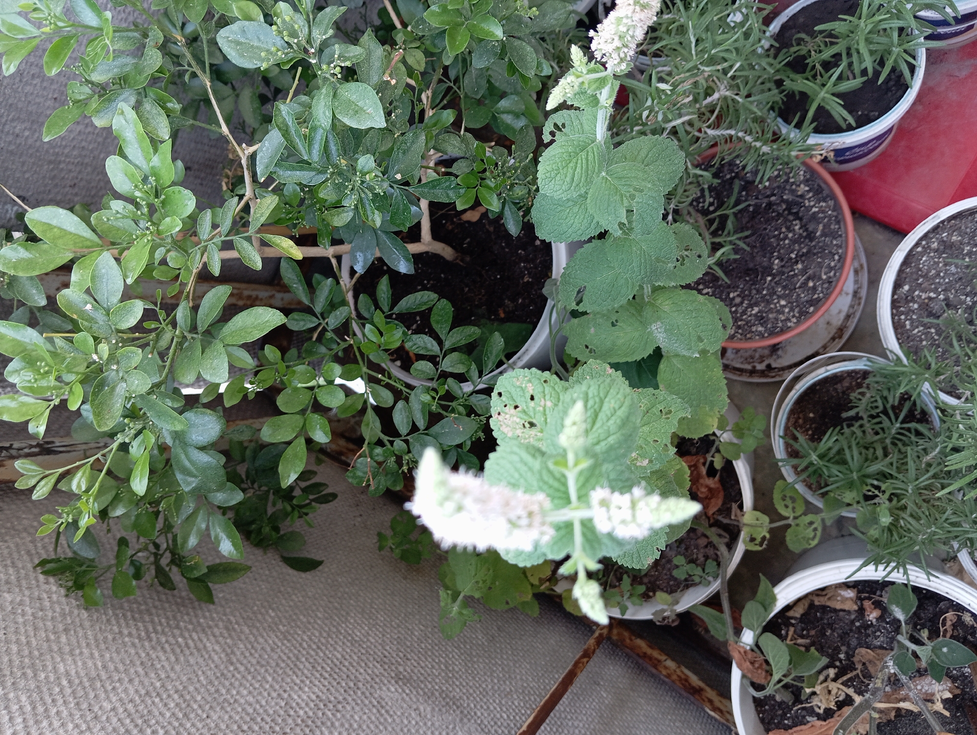 A vertical, eye-level, close-up shot captures a collection of potted plants arranged outdoors. In the foreground, several white pots and a terracotta pot contain various green plants, including rosemary, mint with white flowers, and other leafy greens. Some of the leaves show signs of damage, with small holes. The plants are positioned on a textured, grey surface, possibly a wall or fence, and a rusty metal railing is visible on the left. The background is filled with more potted plants, including a larger plant with small green leaves and delicate white flowers, its branches reaching upwards. The overall scene suggests an urban garden or balcony setting. There are no people or animals present in the image.