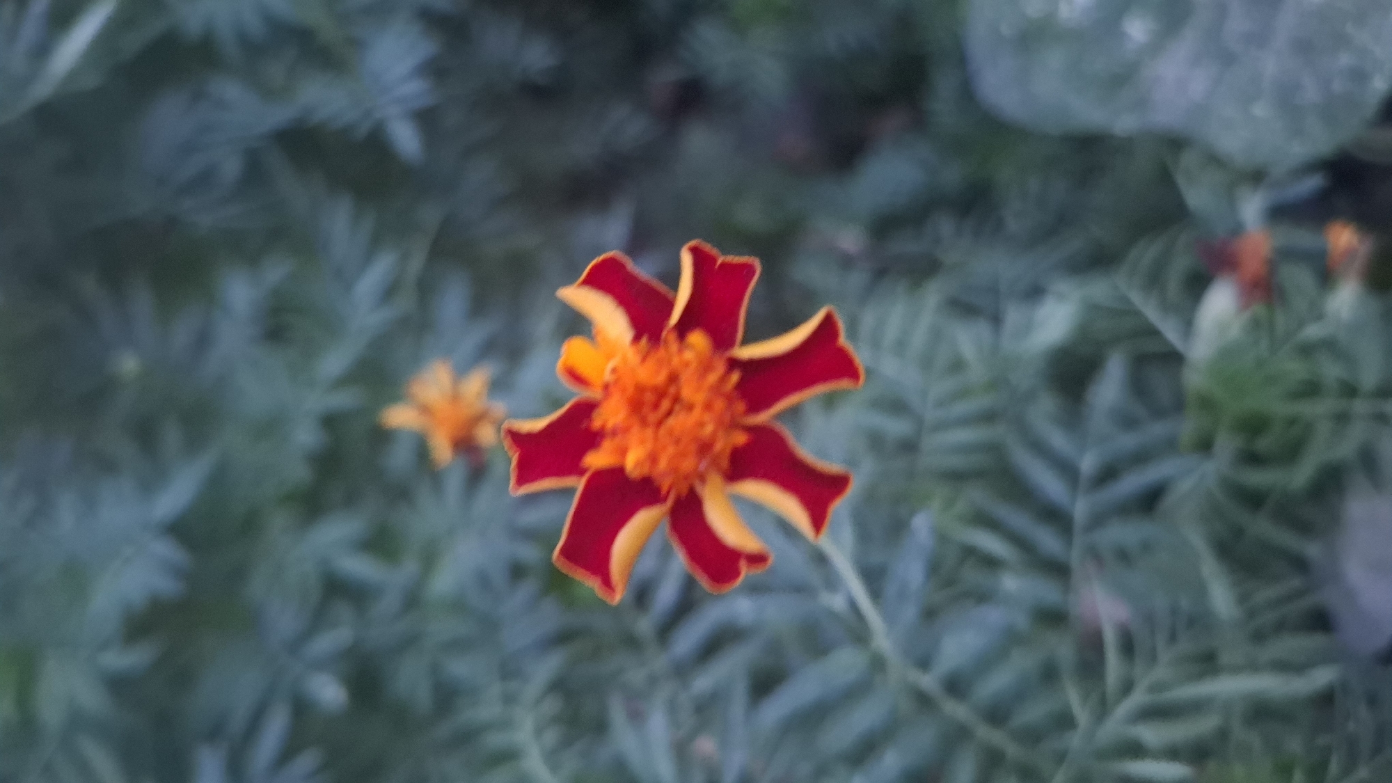 A close-up shot captures a single, vibrant marigold flower in sharp focus against a softly blurred background of green foliage. The marigold exhibits a striking bicolor pattern with deep red outer petals transitioning to bright orange at their tips, while the center of the flower is a dense cluster of fiery orange stamens. Behind this primary subject, another, smaller marigold, entirely orange, is visible out of focus. The surrounding leaves are a muted, cool green, suggesting an outdoor natural setting. The overall lighting appears to be diffused, possibly indicating an overcast day or shade. The image was taken in the city of Shubarssu, Kazakhstan.