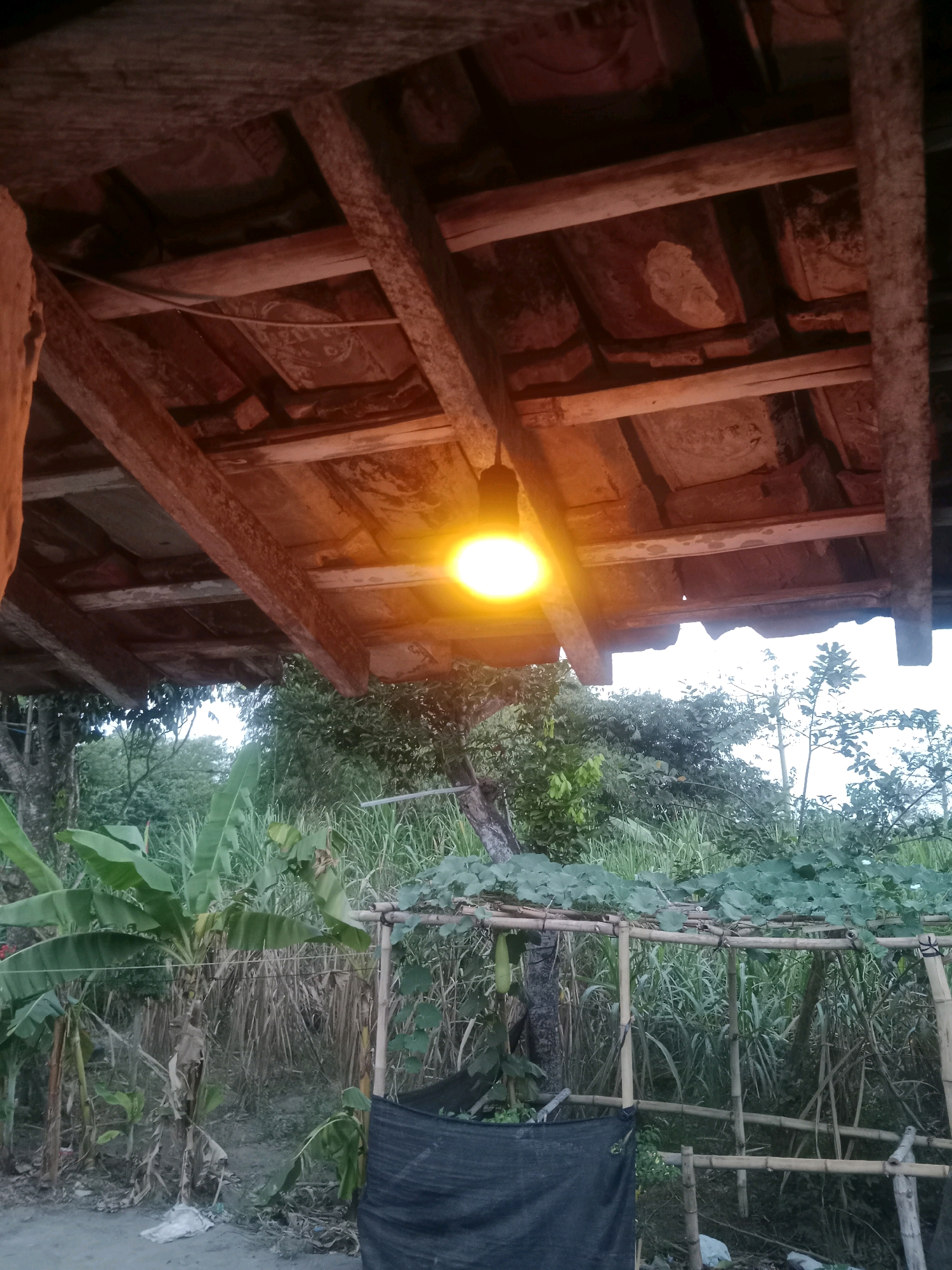 An outdoor scene is depicted, likely at dusk, with a single yellow bulb illuminating the underside of a wooden roof structure made of rough-hewn beams and reddish-brown tiles. Below the roof, a lush, green landscape is visible, featuring banana trees with large leaves, tall grasses, and other vegetation. A bamboo trellis, supporting climbing plants with green leaves and what appears to be a gourd or squash, is prominent in the mid-ground. A dark-colored net or tarp hangs from the trellis. The ground is dirt and littered with some debris, including a white plastic bag. The overall impression is of a rural or semi-rural setting in Ringinrejo, Indonesia, possibly a backyard or garden area. There are no people visible in the image.