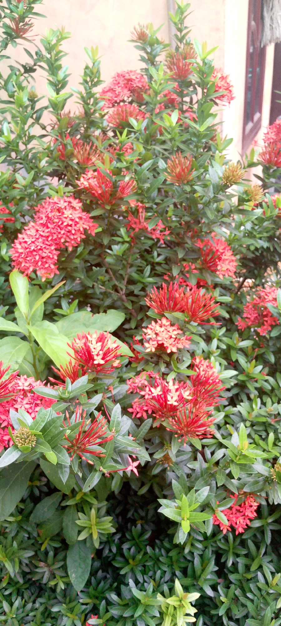A close-up, vertical shot captures a dense cluster of vibrant red ixora flowers and lush green leaves, suggesting a garden setting. The flowers, varying in bloom and stage, are clustered together in spiky formations and round bouquets. The background is softly blurred, hinting at a building with a pale, textured wall and a dark-trimmed window or door on the right side. The overall impression is one of natural beauty and vibrant color. This scene is located in the city of Uleemeuria, Indonesia.