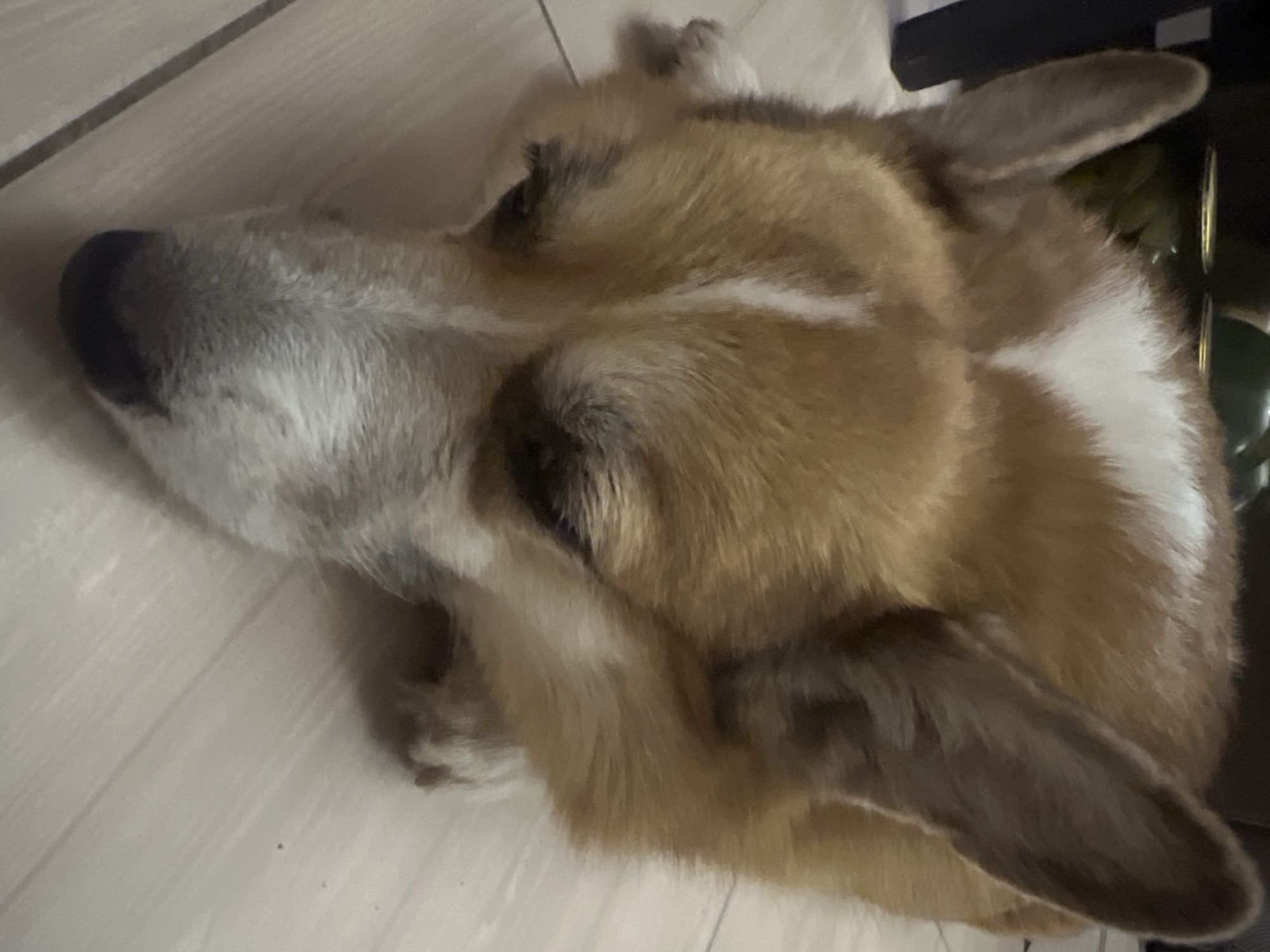A corgi dog with tan and white fur is lying on a light-colored wooden floor, with its head resting down, facing towards the viewer. The dog's ears are perked up, and its eyes are partially closed. The background is blurred, but appears to show a dark object and possibly some green items on a surface.