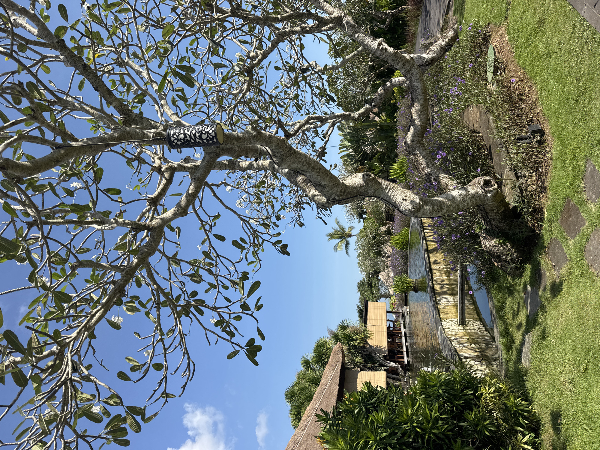 The image shows an outdoor scene in Kuta Selatan, Indonesia, featuring a frangipani tree with a decorative metal lantern hanging from one of its branches. The sky is clear blue. A building with a thatched roof is visible below the tree, along with other greenery. A narrow waterway with a stone-lined edge runs past the building, and beyond it are more trees and plants. A small palm tree rises above the other vegetation. A grassy area is visible on the right side of the image.