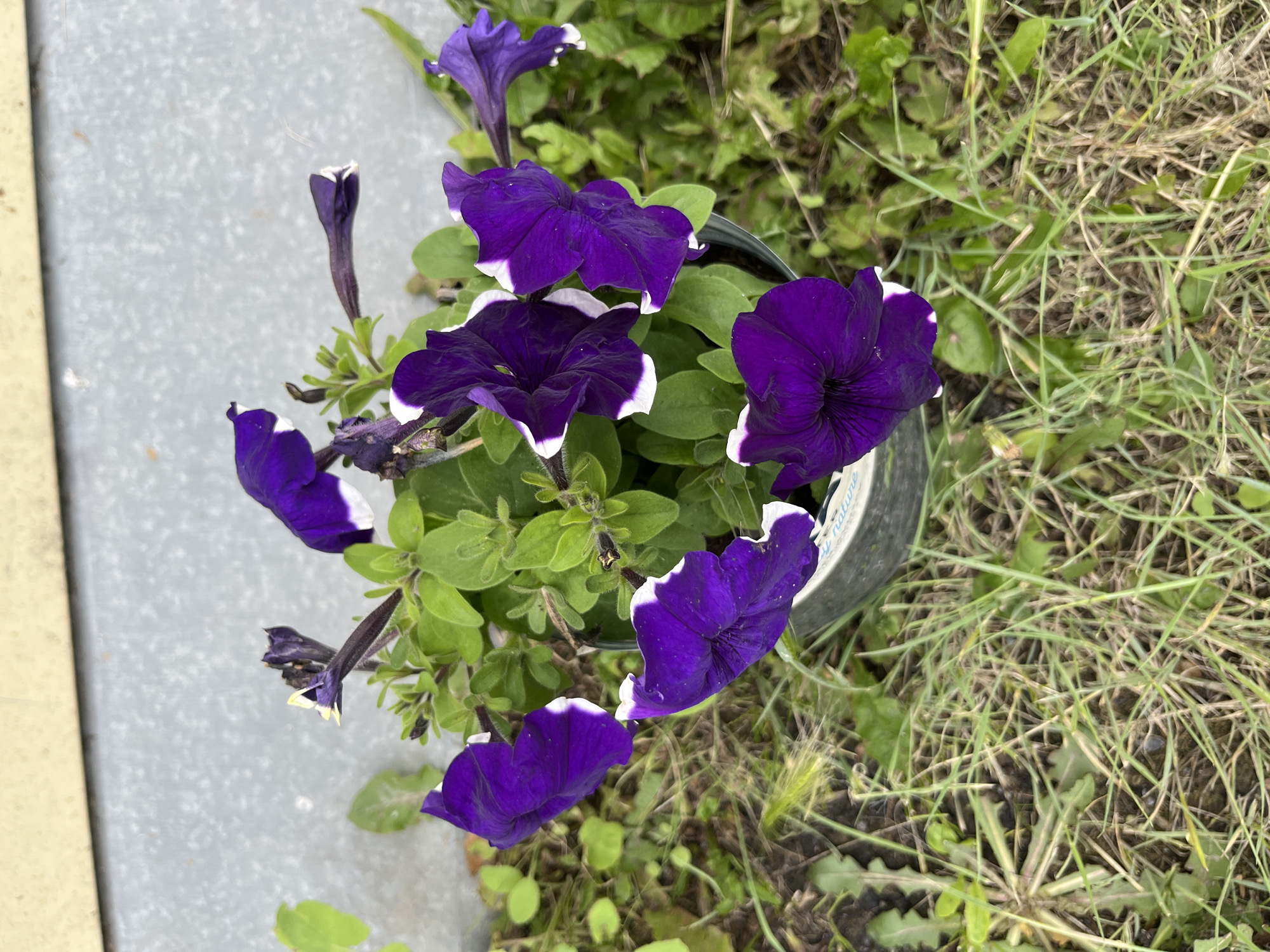 A top-down, medium shot captures a pot of vibrant purple petunias with white-edged petals. The flowers are in various stages of bloom, with some fully open and others still budding or wilting. The pot itself is dark and partially visible at the right edge of the frame, nestled amongst a patch of green grass and weeds. A section of a grey, textured surface, possibly concrete or metal, runs along the left side of the image. The scene appears to be outdoors, with natural lighting casting shadows on the petals, suggesting it is daytime. The focus is on the flowers and their immediate surroundings, with the background softly blurred, emphasizing the beauty of the petunias. There is a faint inscription on the pot, partially obscured but appearing to include the word "Nature." The overall mood is one of natural beauty and simple outdoor life.