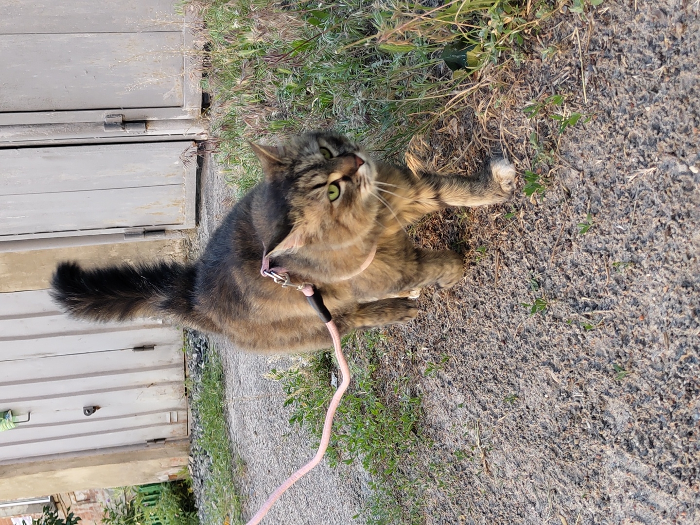 A medium-haired, tabby cat is walking on a gravel path next to some tall grass. The cat is wearing a pink harness and leash. In the background, there is a large, light-colored metal door. The lighting suggests it is either early morning or late afternoon. The cat has green eyes and is looking towards the right side of the frame. The environment appears to be outdoors, possibly in a residential area or near a service building.