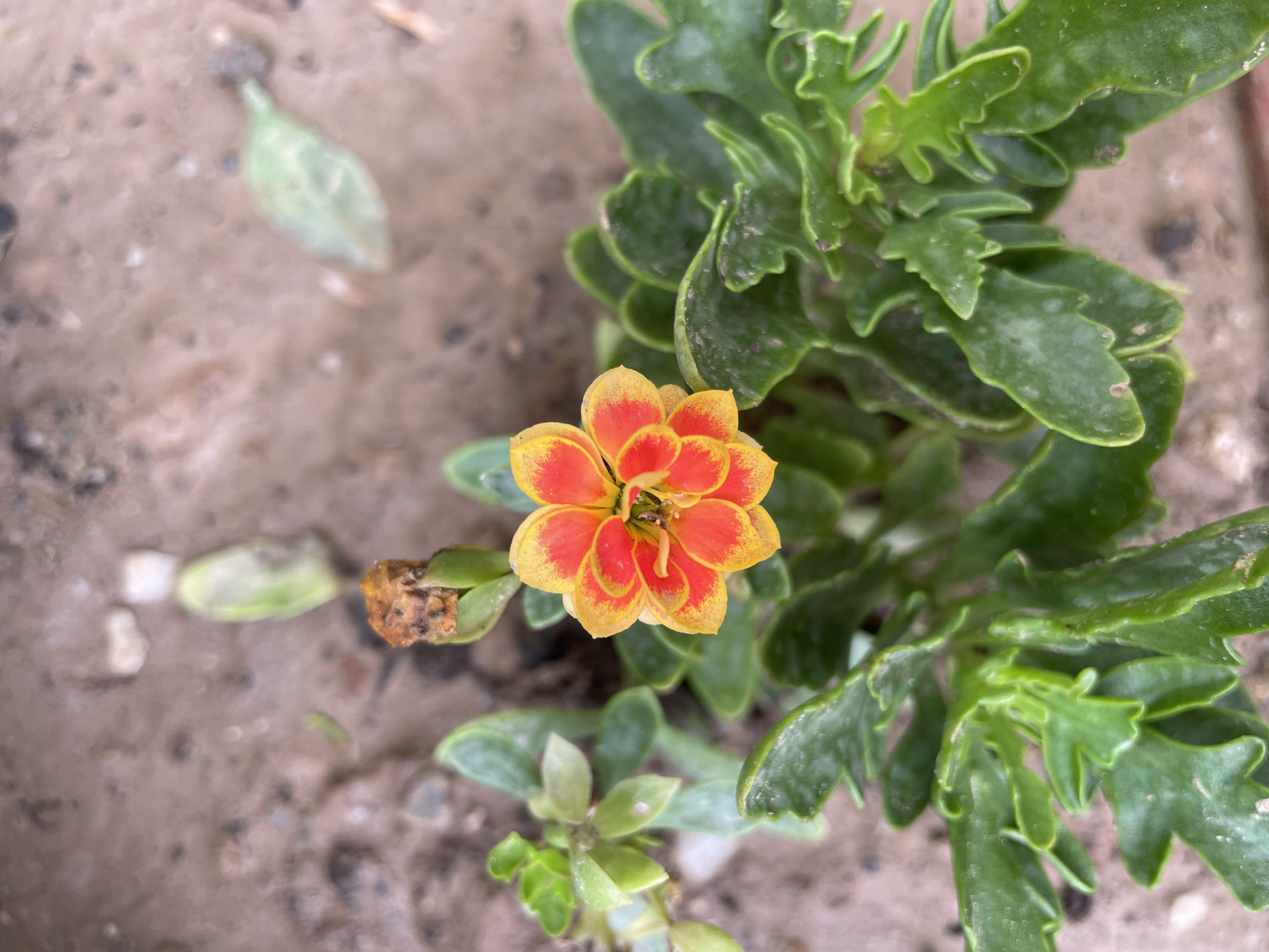 The image shows a close-up of a Kalanchoe blossfeldiana plant with an orange and yellow flower in bloom. The plant is situated outdoors in a garden setting with a dirt and gravel ground. The green leaves of the plant are visible around the flower. The plant is likely located in a garden or park in the city of Chandigarh, India.