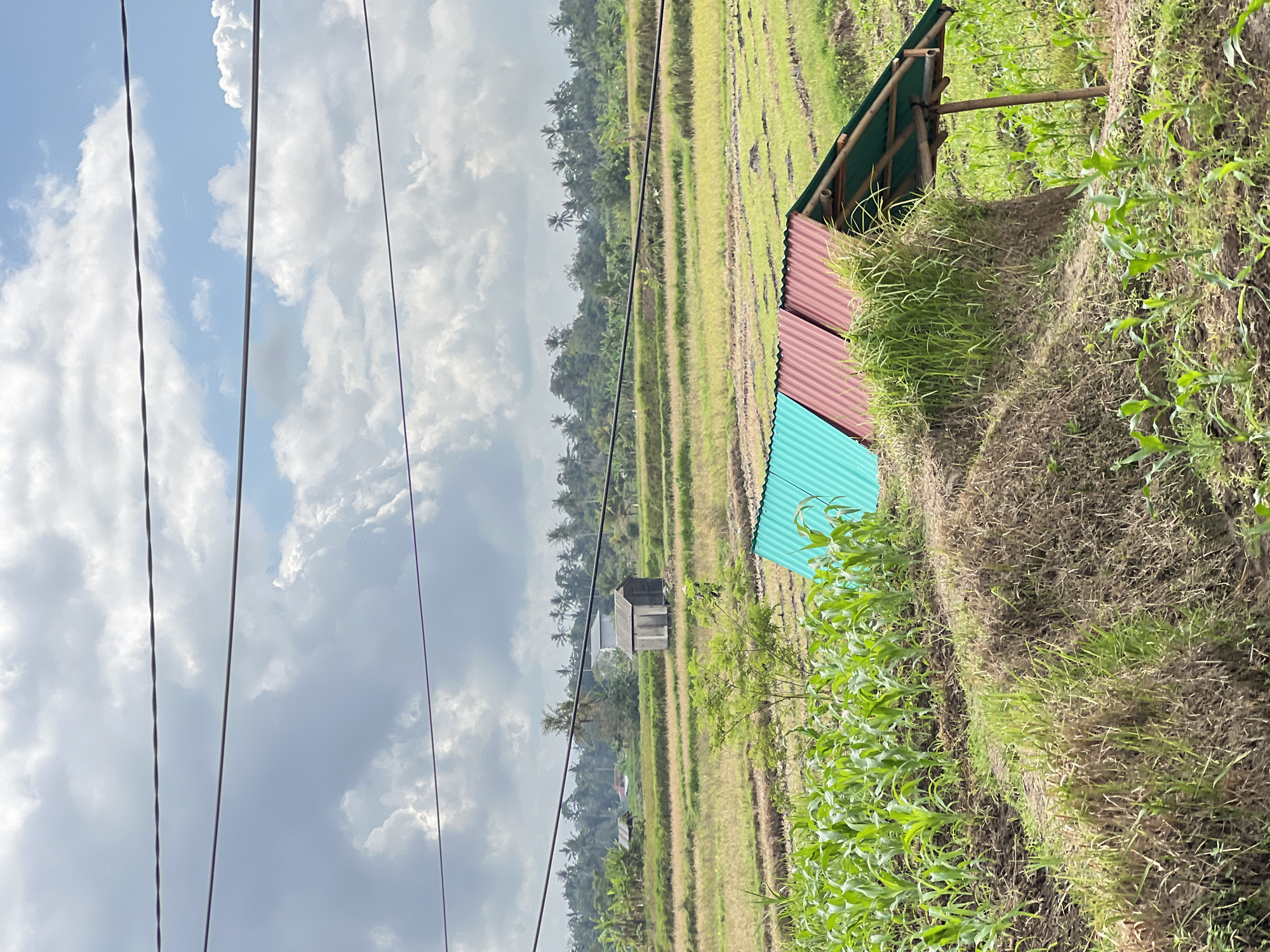 This image captures a rural landscape in Abiansemal, Indonesia, likely a rice paddy field. In the foreground, young corn plants are visible, growing in rows. Behind the corn, a terraced field is apparent, with dry rice stalks in some sections and greener growth in others.
Further into the mid-ground, a small, weathered wooden structure, possibly a shed or hut, stands in the middle of the field. To the right of this structure, three makeshift shelters with corrugated metal roofs are visible, two colored turquoise and red, and one with a green roof supported by bamboo poles. These shelters appear to be recently constructed.
The background is dominated by lush green vegetation, including numerous palm trees and other tropical foliage, suggesting a dense, natural environment. A rolling hillside or a low mountain range forms the distant horizon. The sky above is partly cloudy, with dramatic formations of white cumulus clouds against a pale blue background. Several dark electrical wires stretch across the top of the frame, indicating the presence of infrastructure in the area. There are no people or animals visible in the image.
