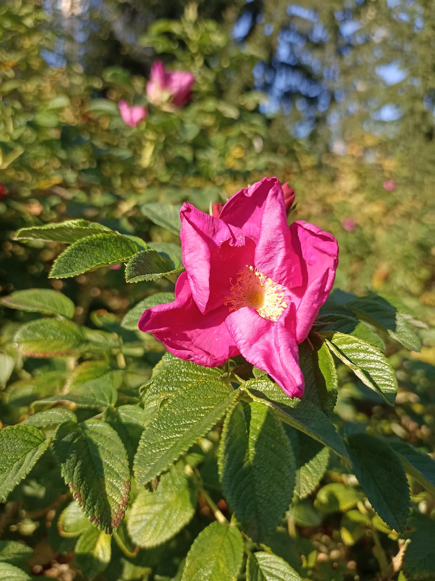 A bright pink rose, possibly a wild rose, is in sharp focus against a blurred background of green foliage and dappled sunlight. The rose, with its five petals, is open, revealing a cluster of yellow stamens at its center. The petals are a vibrant magenta, with delicate veins visible. The leaves of the plant are a deep green, with serrated edges and a slightly textured surface. The overall impression is one of natural beauty bathed in warm light. The scene is set outdoors, likely in a garden or park, with hints of other pink flowers and greenery in the soft-focus background. The lighting suggests it is a sunny day, possibly late afternoon due to the warm tone of the light.