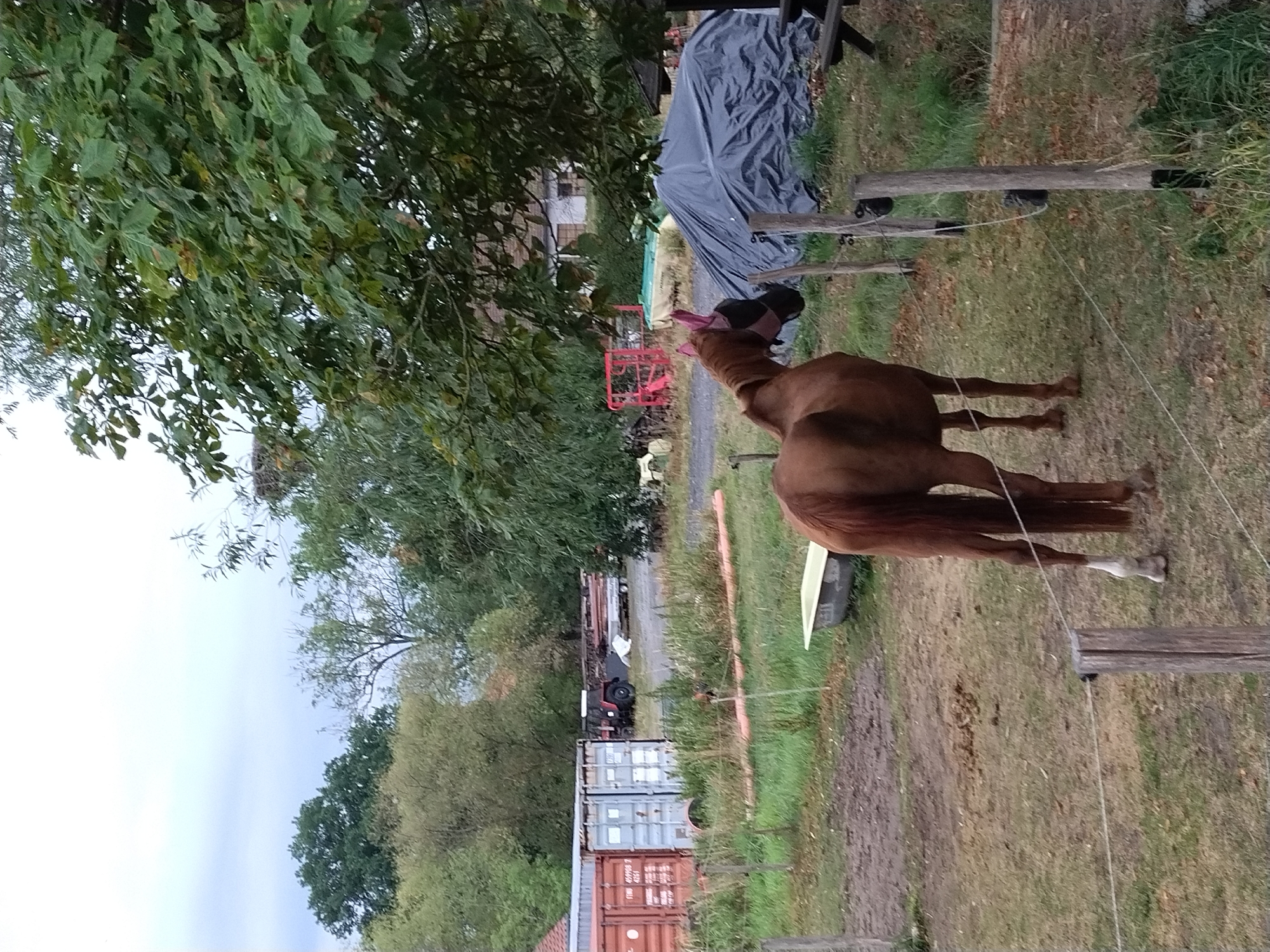 In the foreground, a brown horse wearing a pink fly mask stands facing away from the camera, its tail hanging down. The horse is in a grassy, somewhat muddy enclosure. To the left of the horse, a weathered bathtub is visible. Behind the horse, a fence line with wooden posts and thin wires runs across the scene.
In the middle ground, there are several large shipping containers, some red and some gray, arranged in a row. Behind the containers, a red tractor is parked. Further back, a variety of green foliage and trees dominate the landscape, with a hint of a building peeking through the trees.
In the background, the sky is overcast and pale. The overall environment appears to be a rural or semi-rural area, possibly an agricultural property or storage yard. The scene is likely located in or around Dobev, Czechia, given the provided context.