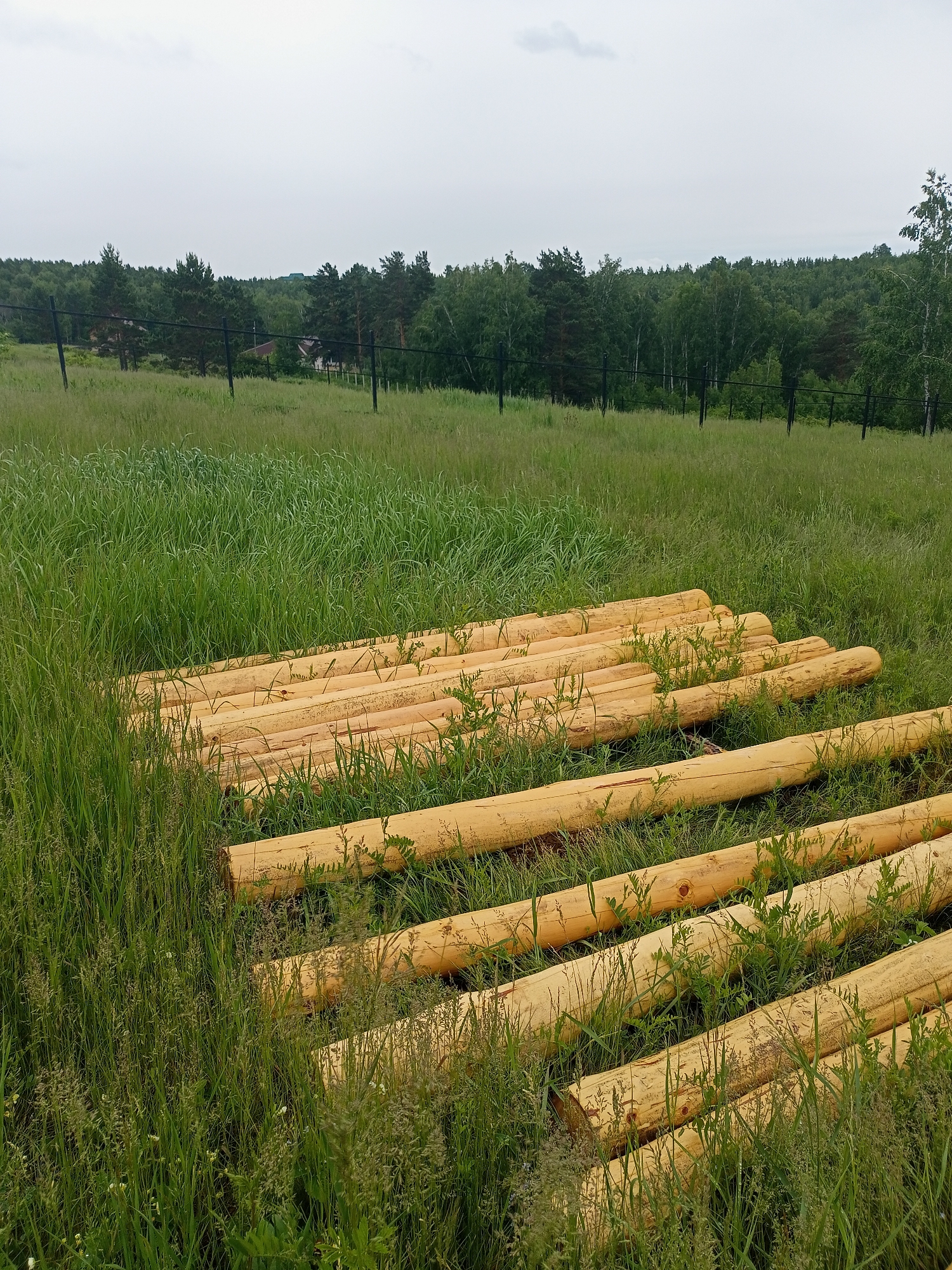 In Karluk, Russia, a pile of freshly cut, light-colored logs lies horizontally on a grassy field. The logs are of varying lengths and thicknesses, with the largest at the bottom and progressively smaller ones stacked above. They are arranged in several rows, with some logs partially obscured by the tall green grass that surrounds them. In the background, a dark metal fence runs across the field, separating it from a dense forest of green trees under a cloudy sky. A few buildings are visible through the trees in the distance, hinting at a nearby settlement. The scene suggests preparation for construction or a logging operation.