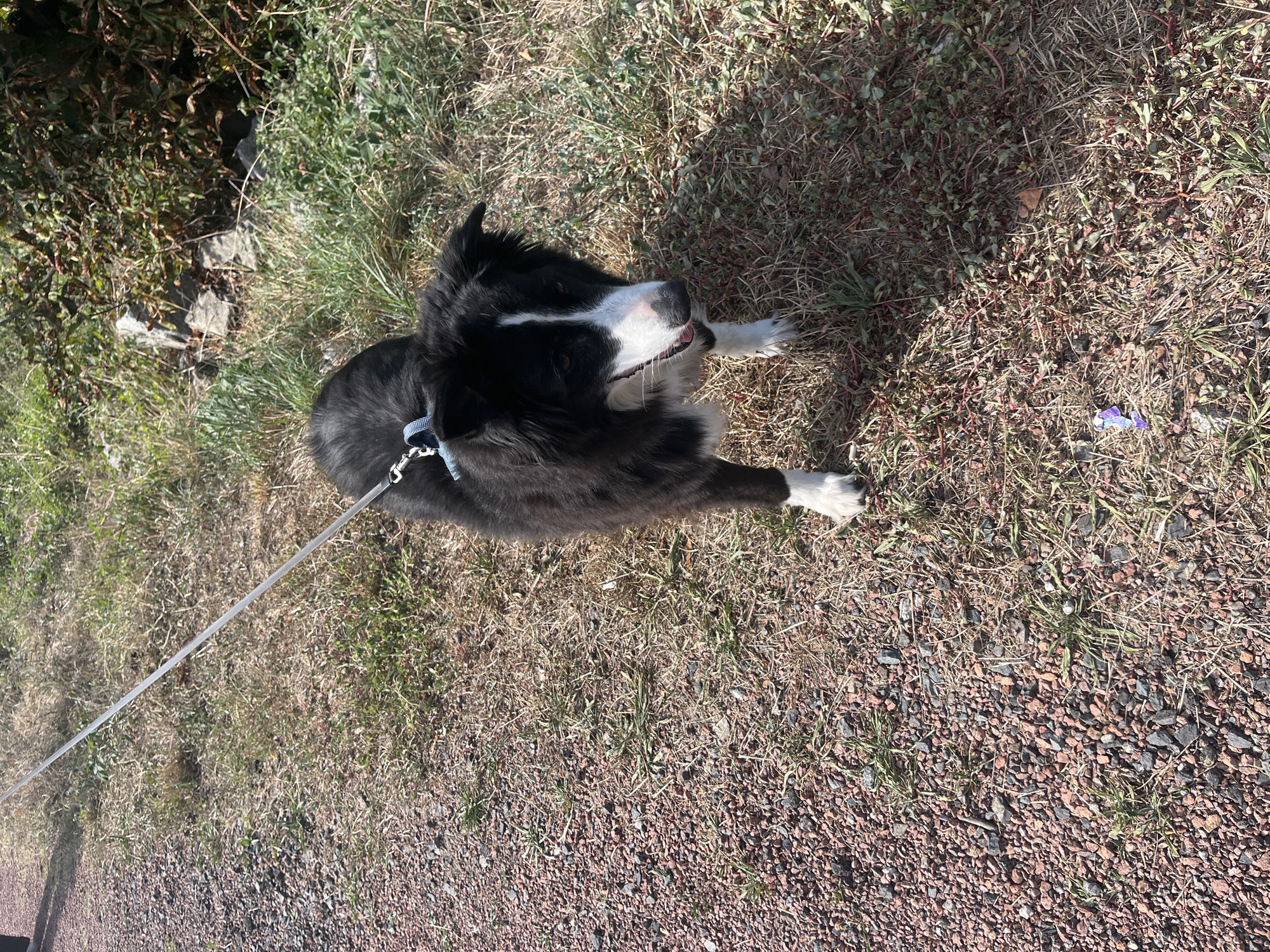 A black and white Border Collie is standing on a path made of small, reddish-brown gravel. The dog is wearing a light blue collar and is attached to a thin, white leash that extends out of frame to the upper left. The dog's fur is long and appears slightly disheveled. Its tongue is slightly out, and its mouth is open. White markings are visible on its face, chest, and paws. The ground around the dog is covered in dry grass, some green vegetation, and scattered small stones. In the background to the right, there is dense green and brown foliage and some larger rocks. The scene appears to be outdoors, possibly in a park or natural area. There is no indication of the specific location within Saint-Cyprien, France.