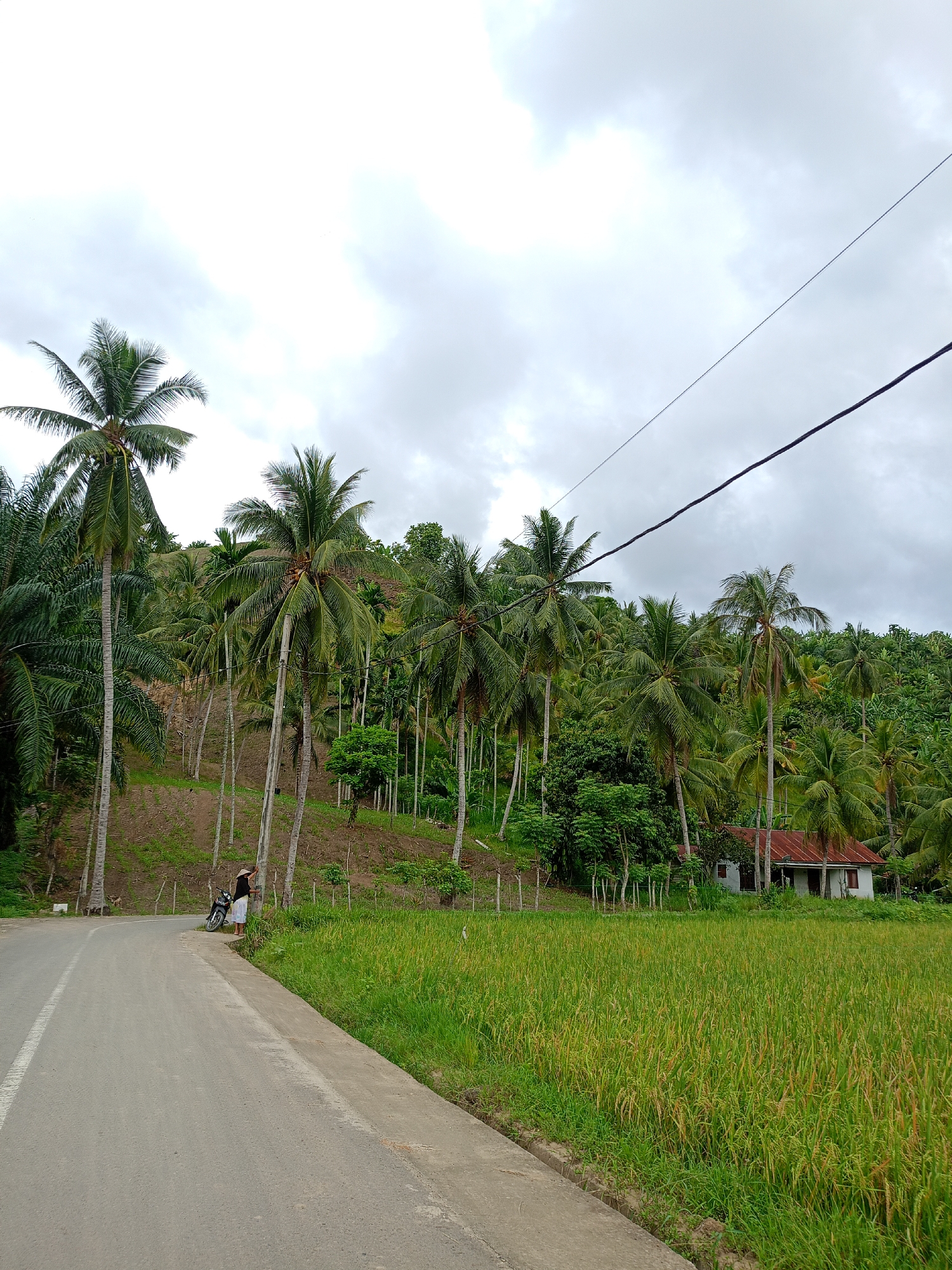 A street view in Palohpanyang, Indonesia shows a paved road running alongside a vibrant green rice paddy. The road curves slightly and has a white painted line marking its edge. A man is seen leaning against a palm tree beside a motorcycle, parked on the roadside. Beyond the rice paddy is a small, white house with a red roof, partially obscured by trees. Behind the road, a hill is covered with numerous palm trees and other vegetation. Overhead, power lines stretch across a cloudy sky.