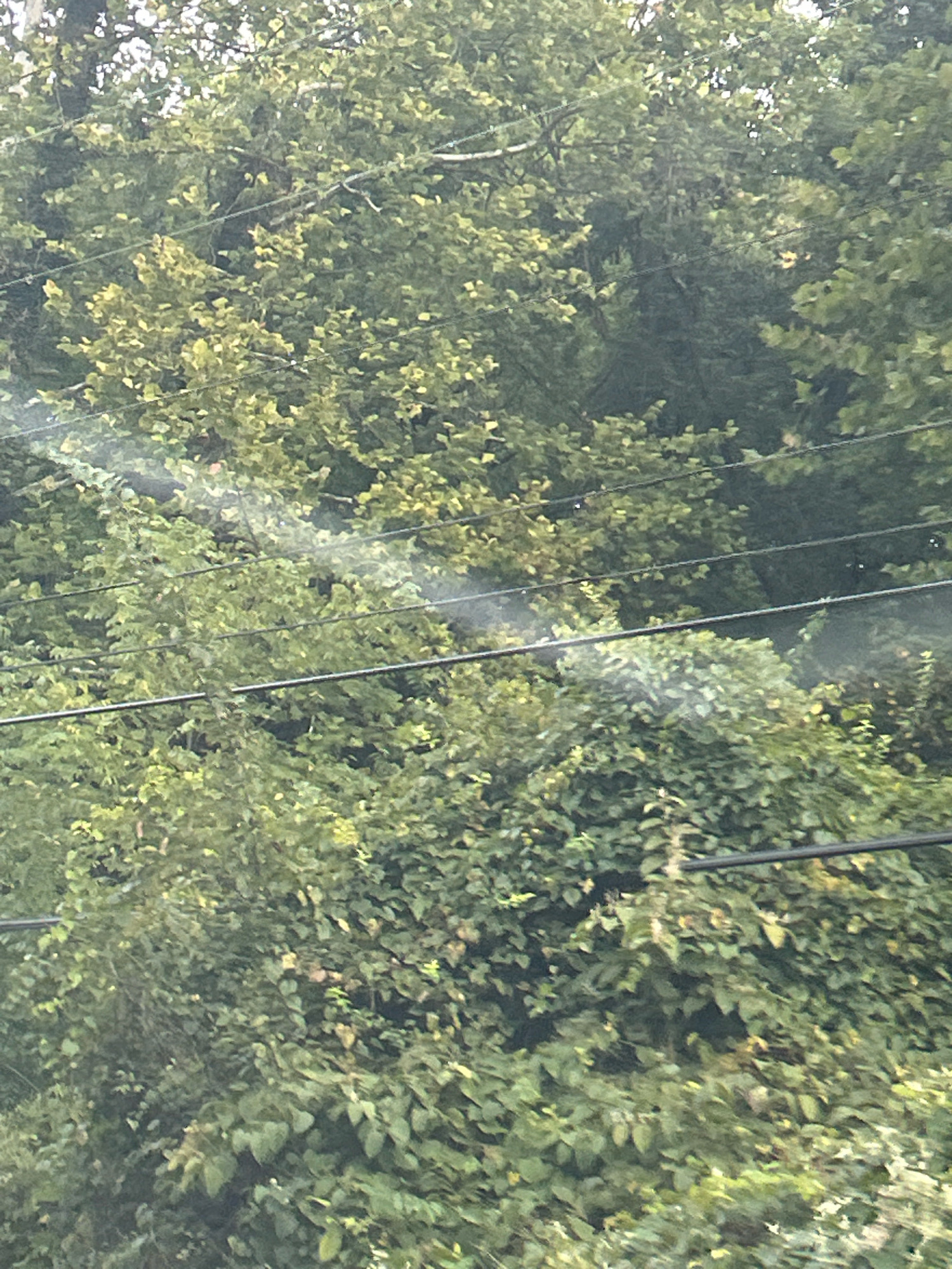 The image captures a dense thicket of green trees and foliage, likely a natural area or a heavily wooded section within a city. Several horizontal black cables, suggestive of power lines, traverse the scene, partially obscured by the leaves. The lighting indicates it is daytime, with dappled sunlight filtering through the canopy, creating variations in brightness and casting shadows. The overall impression is one of overgrowth and natural abundance. There are no visible people or animals. The image appears to be taken from a slightly elevated perspective, possibly from a vehicle or a higher vantage point. The specific location within Pittsburgh, United States of America, cannot be determined from the visual information provided.