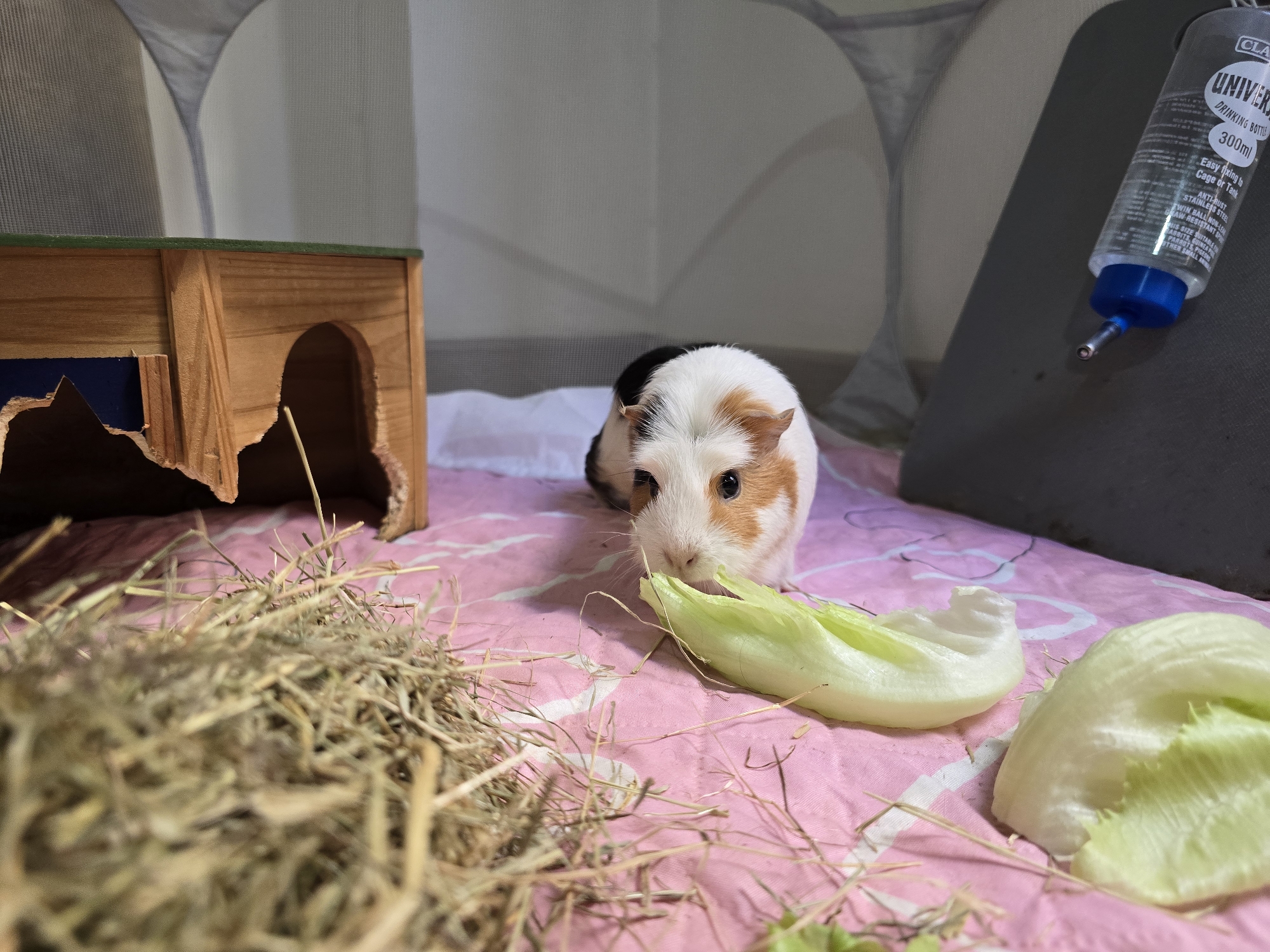 A guinea pig with white, brown, and black fur is in a pen with a pink blanket, hay, and lettuce. A wooden house is to the left, and a water bottle is attached to the wall on the right. The scene is indoors. There is no information that can help determine the location in the city of Jaén, Spain.