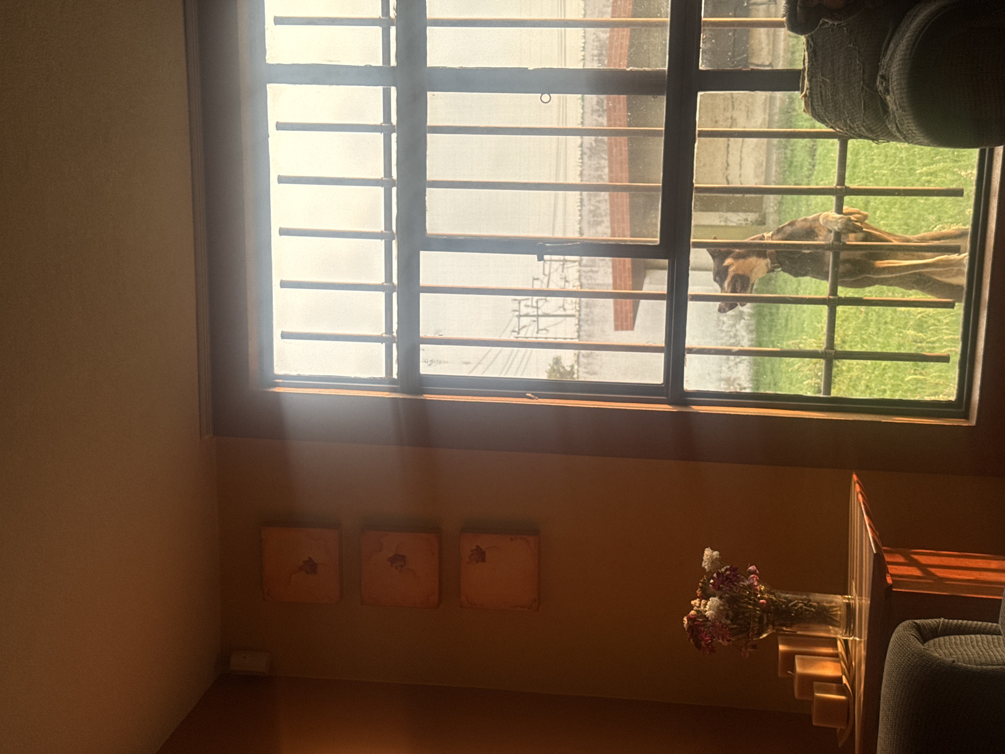 A tan room featuring a window with bars. The scene outside the window shows a building, a street, and a dog lying on the grass. Under the window are three square pictures and a vase of flowers on a wooden table. The location is in the city of Unknown, Unknown.