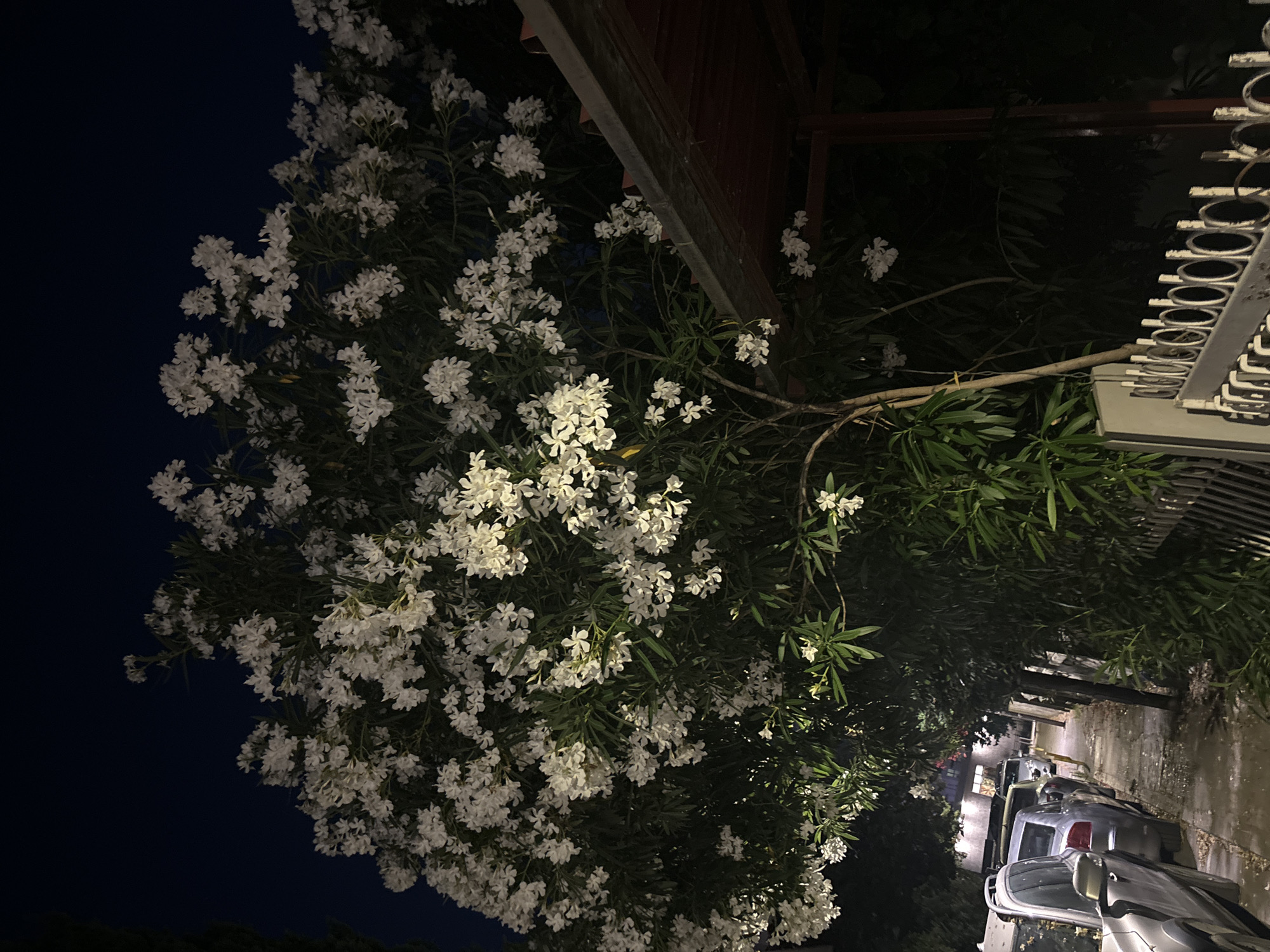 The image depicts a nighttime scene on a street in Budva, Montenegro. The foreground features a large tree with abundant white flowers, illuminated by a warm light. To the right, a portion of a building with a dark red roof and metal supports is visible. The middle ground shows a sidewalk with parked cars, including a silver SUV and several sedans. A black metal fence runs along the right side of the sidewalk, bordering a densely vegetated area. The background is dark, with a clear night sky above. The overall impression is a quiet residential street at night, with the blooming tree being a prominent natural feature.