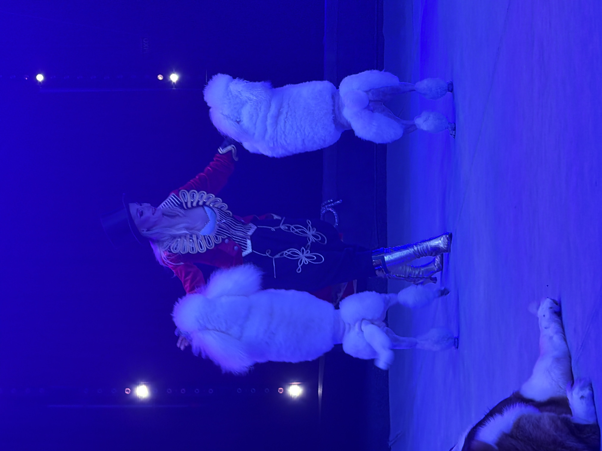 The image shows a woman in a red and black circus-style costume, including a black top hat and silver boots, on what appears to be a stage. She is bending backward, supported by two white poodles who are standing on their hind legs. The poodles are groomed with fluffy pom-poms on their tails and hindquarters. The woman's costume features intricate white embroidery and ruffled details on the neckline and cuffs. The overall lighting is a deep blue, suggesting a nighttime performance or a stage setting with dramatic blue lighting. The floor of the stage is light-colored, possibly wood or linoleum, and appears to be reflecting the blue light. In the background, a line of small lights is visible, possibly stage lights or a decorative element. To the far right of the image, a portion of another animal, likely a dog, is visible lying down, with white and brown fur. The scene appears to be a performance, possibly in a circus or theater. The woman's posture and the poodles' trained stance suggest a choreographed act. There is no visible text in the image.