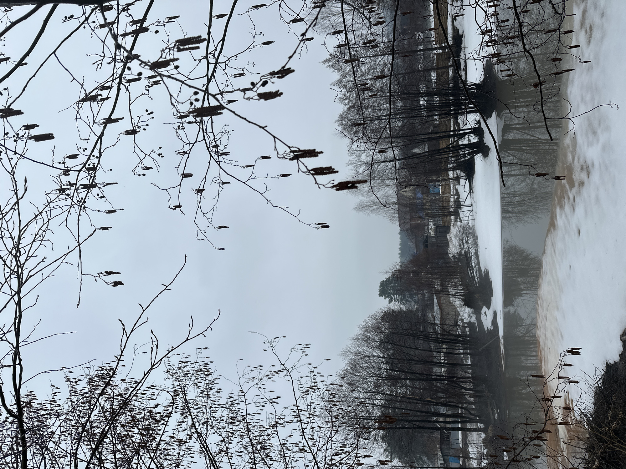 The image presents a winter scene likely near a body of water. Bare trees and shrubs dominate the foreground, with some exhibiting catkins (characteristic of alder or birch). A layer of snow covers parts of the ground and perhaps a frozen or partially frozen lake or river surface. Houses and buildings can be discerned in the background through the trees. The sky is overcast, suggesting a grey, cold day. Given the specification of Chaikovsky, Russia, the scene likely depicts a typical winter landscape in that region, with snow-covered ground, barren trees, and possibly a frozen body of water reflecting the sky.