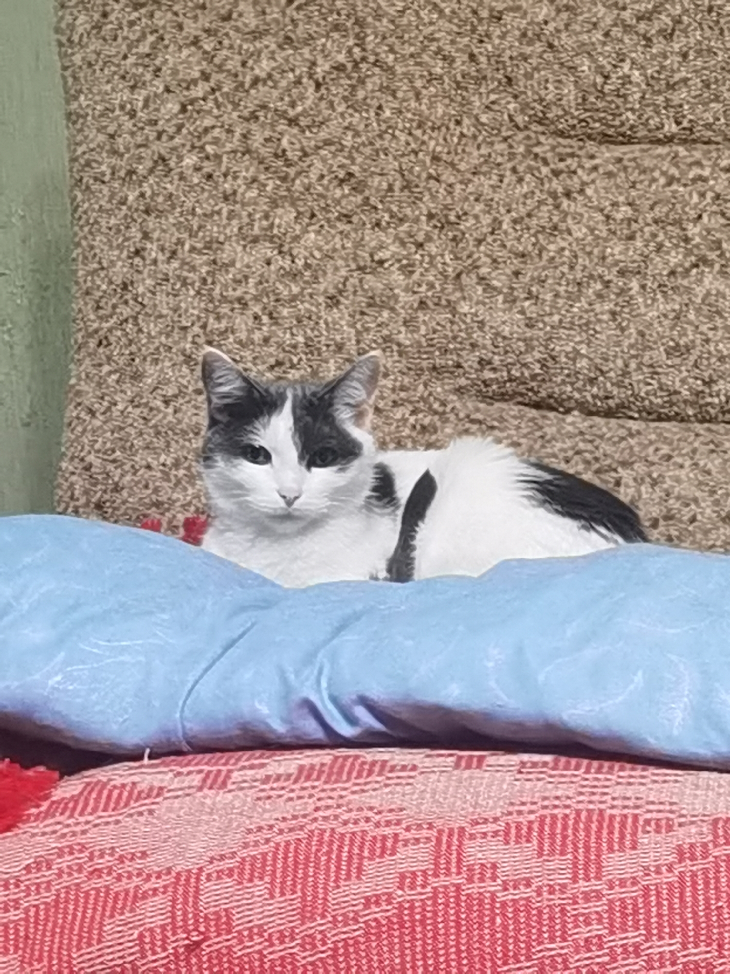 A black and white cat with gray markings on its face and back lies on a blue pillow, which is on top of a red and white patterned blanket. The cat is facing the camera with its ears perked up. In the background, there is a textured brown surface, possibly a couch or chair. A portion of a green wall is visible on the left side of the image. The scene appears to be indoors, in a domestic setting, and is not identifiable as being in Chaikovsky, Russia.