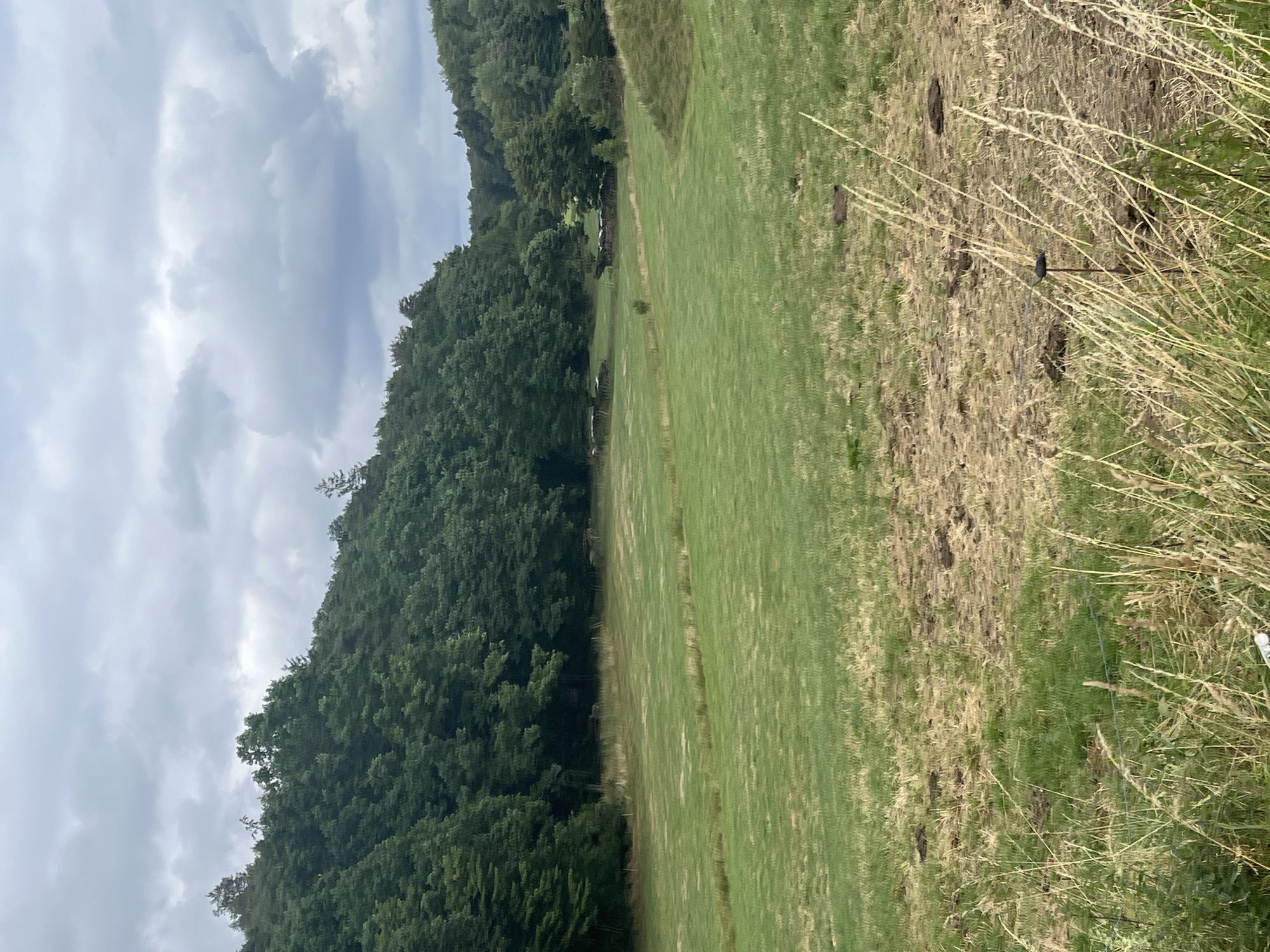 The image shows a landscape view of a rural area. In the foreground, there is tall dry grass and a few dark brown patches in the grass. Further in the background, there is a wide, open green field. Towards the middle ground, there are several small wooden structures, possibly shelters, scattered across the field. Behind the field, a dense forest of tall green trees lines the horizon. The sky is overcast with gray clouds. The scene is likely situated in Wiera, Germany, given the context of the location.