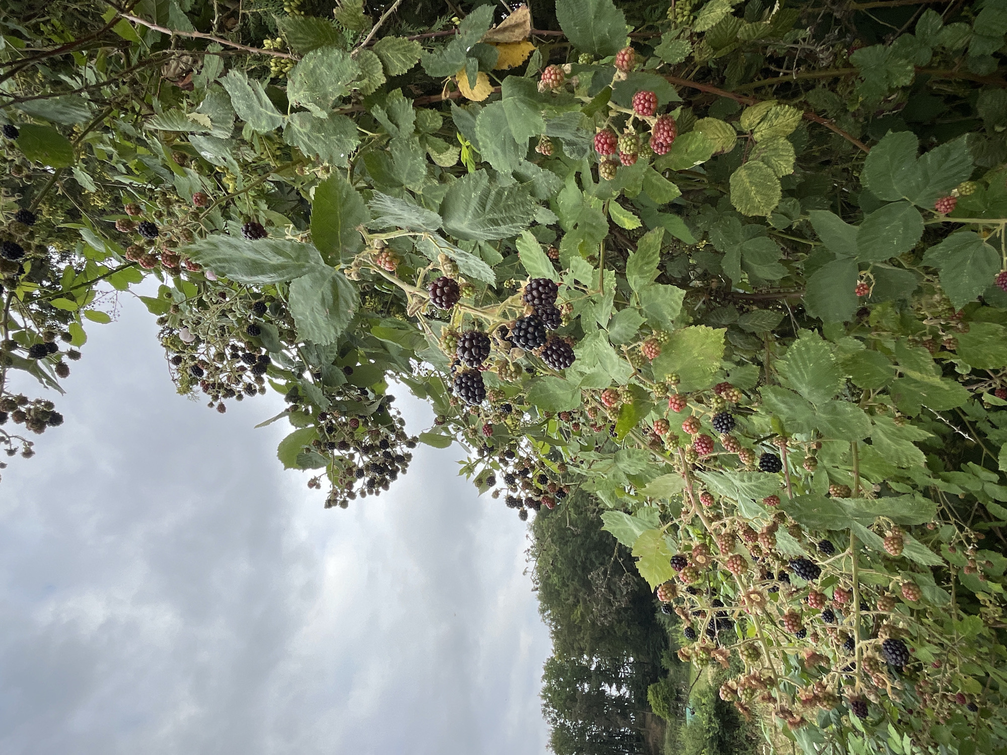 This is a medium-shot, vertical, eye-level outdoor photograph of a dense thicket of blackberry bushes. The foreground is dominated by the tangled branches, lush green leaves, and ripening blackberries. The berries are in various stages of development, with clusters of green, red, and deep purple fruit visible. Some of the larger, dark purple berries hang in bunches, indicating ripeness. The branches are thorny, and the leaves are broad and somewhat leathery.
In the background, to the left, a line of trees forms a dark green forest, receding into the distance. Beyond the trees, a hazy, overcast sky with grey clouds fills the upper portion of the image. The overall lighting is diffused and soft, suggesting an overcast day.
The location is identified as Rückershausen, Germany. While the image does not explicitly show any man-made structures or definitive landmarks, the presence of a cultivated or wild blackberry patch in a potentially rural or semi-rural area is depicted. There are no people or animals visible in the frame.