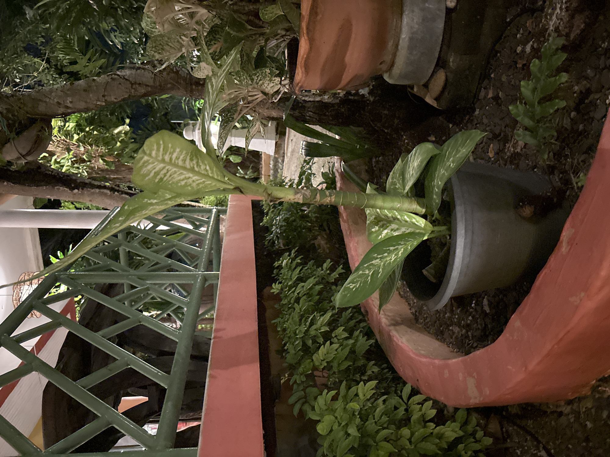 An outdoor garden scene at night in Chalong, Thailand, features a potted plant in the foreground with large, variegated green and white leaves. The plant is situated within a curved, coral-colored planter filled with dark soil and small stones. Behind the main plant, a thick tree trunk is visible, with another potted plant in a terracotta pot on a stone base to the right. In the background, a green, latticed railing runs horizontally across the image, suggesting a balcony or walkway. Behind the railing, elements of building structures and more foliage are dimly illuminated, along with a white decorative lantern. The lighting suggests artificial illumination from above. No people or animals are present in the scene.