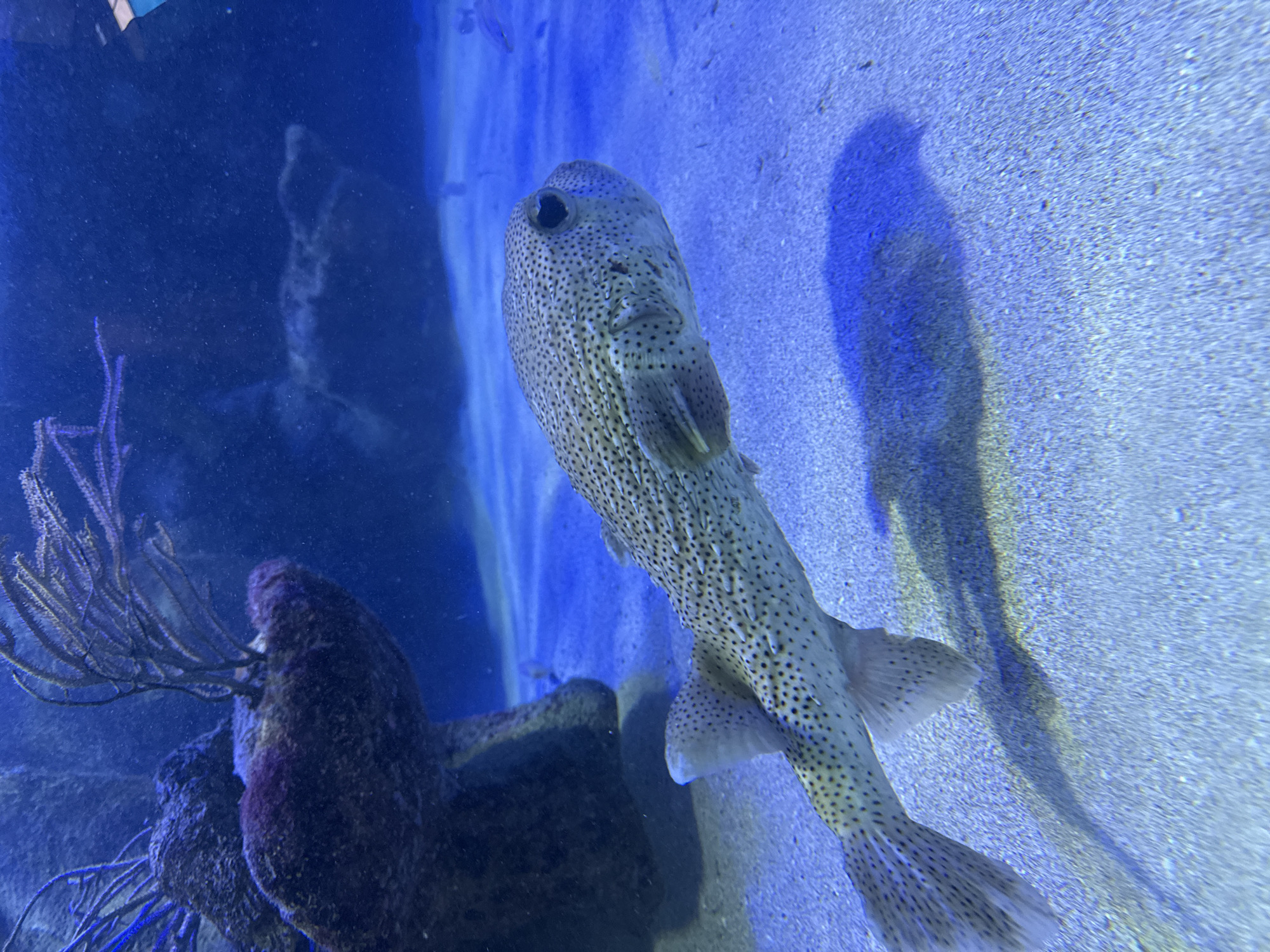 A Porcupinefish, also known as a balloonfish or pufferfish, swims in a blue-lit aquarium with a sandy bottom. The fish is tan with numerous black spots and has prominent spines. It is positioned in the middle ground, facing right, with its body slightly angled upwards. In the background, there are rocks and a purple coral-like structure. The aquarium lighting casts a shadow of the fish onto the sandy floor. The scene is located within the aquarium at the Mundo Marino aquarium park in Santa Marta, Colombia.