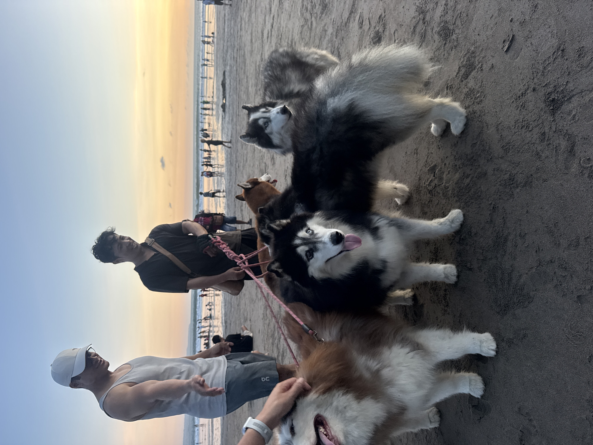 The image depicts a beach scene, likely at dusk, with several people and dogs. Two men are visible; one wearing a white tank top and a white cap, and the other wearing a black t-shirt with a strap across his chest. There are four dogs, all Huskies, standing close together. They are leashed and appear to be interacting with the men. In the background, a large group of people is walking along the shoreline. The beach is sandy and flat. The sky transitions from blue to yellow, indicating either a sunrise or sunset. Given the context and description of Kuta, Indonesia, it is likely that this photo was taken on Kuta Beach.