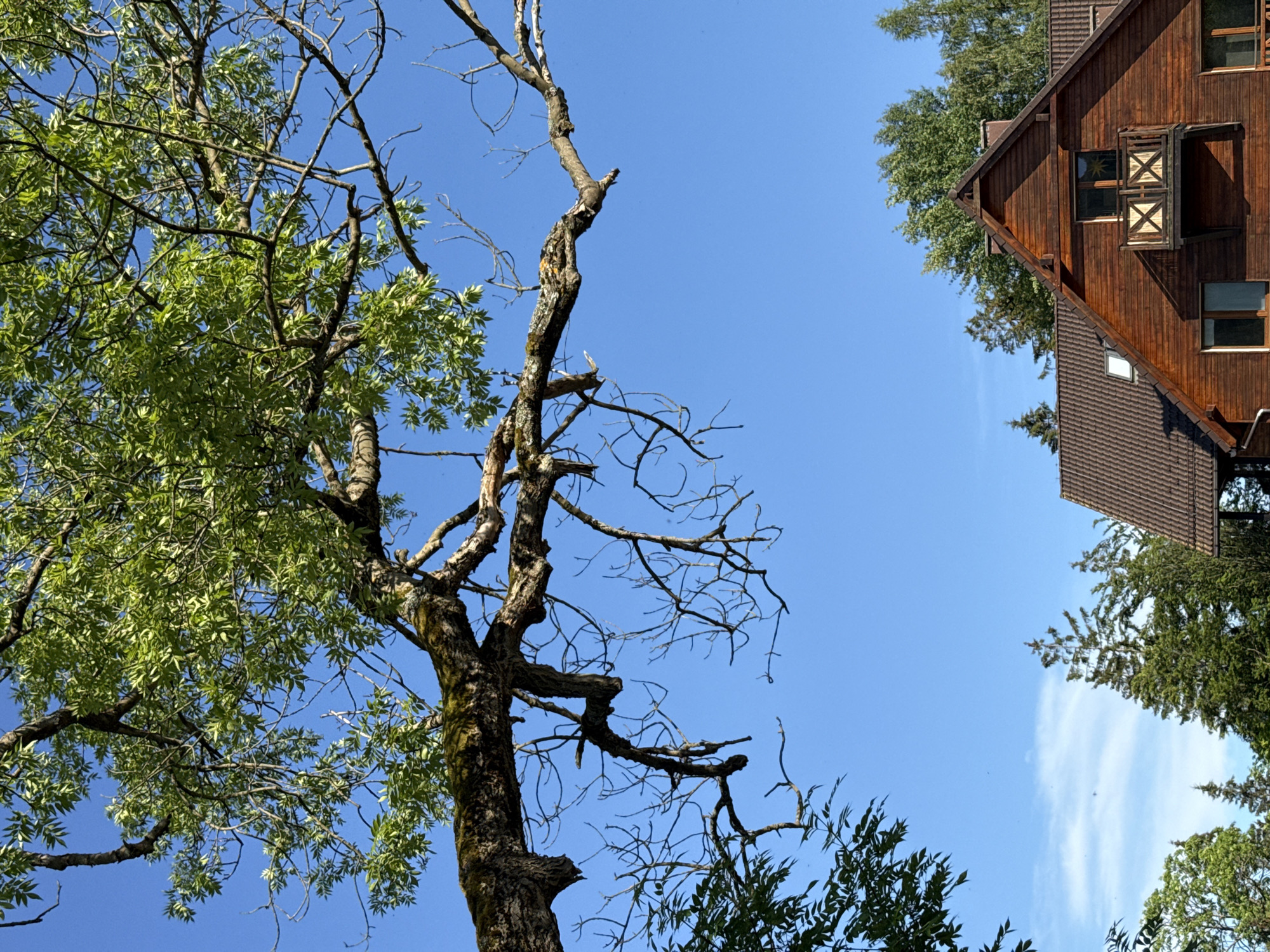 The image is an upward-facing shot of a clear blue sky with some trees and a wooden building visible. On the left side of the frame, a tree with vibrant green leaves is prominent, its branches reaching towards the sky. To the right of this tree, a dead tree with bare branches is visible, its rough bark showing patches of moss. Further to the right, a portion of a wooden building with a brown tiled roof is seen. The building has windows and a decorative shutter. The surrounding trees are lush and green, indicating a warm season. The clear sky suggests fair weather, and the sunlight appears to be bright, casting shadows on the building. The scene evokes a sense of nature and rustic architecture. No people are visible in the image. The location context is Szklarska Poręba, Poland. There is no visible text in the image.
