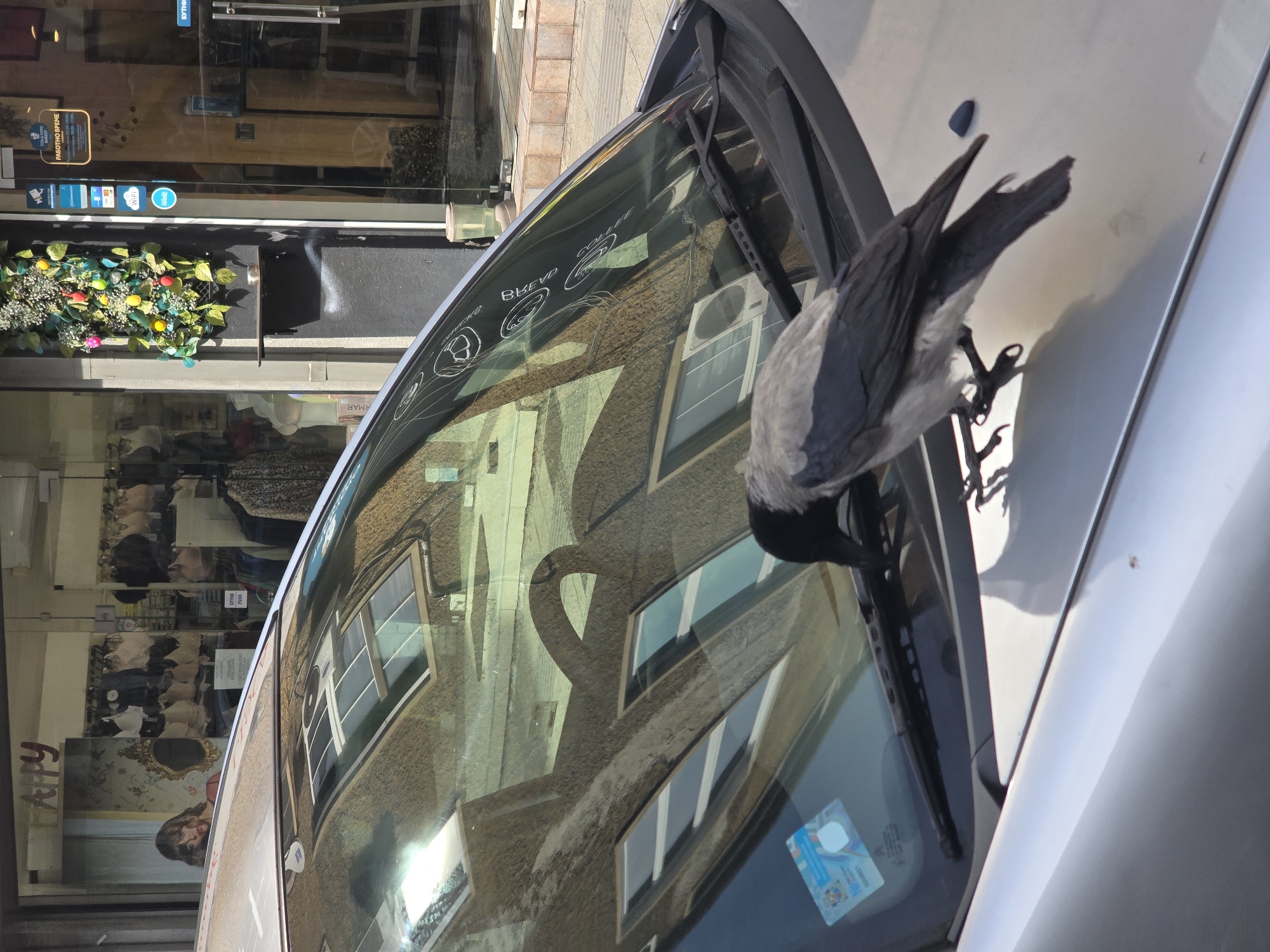 A hooded crow with gray body plumage and black head, wings, and tail is perched on the silver hood of a parked vehicle, facing the windshield. Its head is down, positioned near the base of the windshield wipers. The vehicle's windshield reflects an opposing building with multiple windows and a textured, light-brown facade.
The immediate background, visible through and around the reflections, consists of a commercial street in Sofia, Bulgaria, identified by Cyrillic text signage, specifically "РАБОТНО ВРЕМЕ" (Operating Hours) on a glass storefront. To the left, a shop window displays intimate apparel and features a large image of a woman with prominent makeup next to a decorative mirror. To the right, another glass storefront includes various decals such as payment logos (Visa, Mastercard), a Wi-Fi symbol, a security camera icon, and a Glovo delivery service logo. Between the two storefronts, a dark pillar is adorned with a vertical decorative plant arrangement featuring green foliage and small, multicolored artificial fruits or baubles. A small shelf with a metallic object rests below the foliage. The sidewalk is paved with light-colored square tiles. The scene is illuminated by natural daylight.
