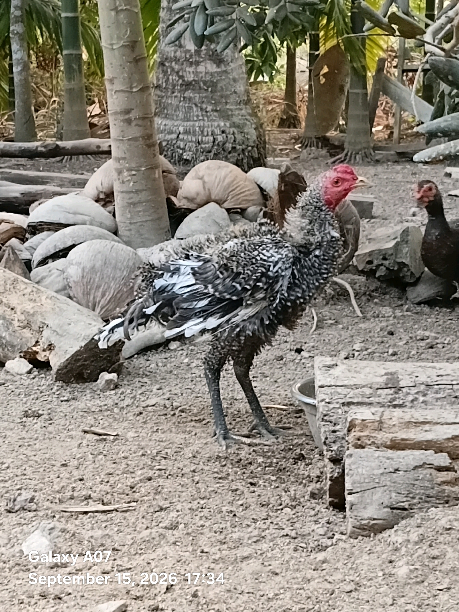 In Margo Rukun, Indonesia, two turkeys are observed in an outdoor environment characterized by a gravelly ground surface. The main subject, a turkey with striking red skin on its head and neck, is positioned in the center of the frame. Its plumage is a complex mix of grey, white, and black, with some feathers appearing ruffled. This turkey stands on two visible legs, and its body is partially turned to the right, looking slightly off-camera. In the background, to the right, a second turkey with a dark body and red markings on its head is partially visible. The setting includes several large, weathered logs and what appear to be coconut shells scattered around the ground, suggesting a rural or semi-rural setting. A small metal bucket is situated near the larger turkey. In the background, there are also trees, some with visible trunks and foliage, and indications of fencing or wooden structures. The overall scene is devoid of human presence.