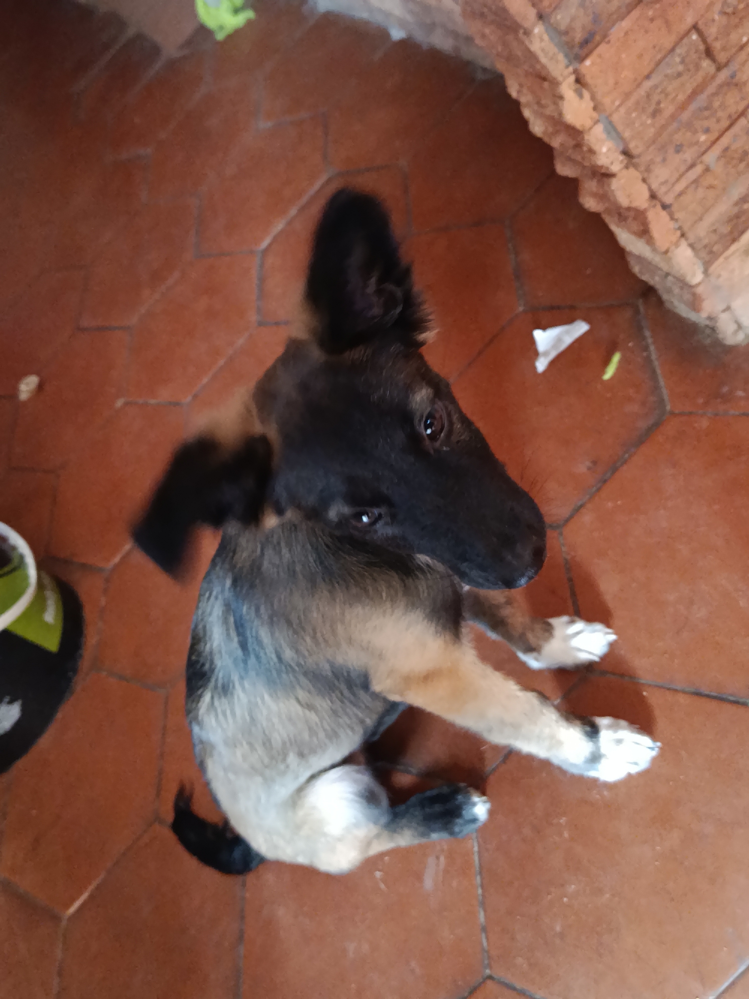 This image captures a domestic dog in an indoor setting in the city of Juan Griego, Venezuela. The dog is a medium-sized, mixed-breed canine with a black head and ears, tan fur on its muzzle and chest, greyish-tan fur across its body, a black tail, and white markings on its paws. It is sitting on its hindquarters on a reddish-brown octagonal tiled floor, with its front paws extended forward. The dog's head is turned towards the right side of the frame, and its eyes are looking slightly upward and to the viewer's left. Minor motion blur is present around the dog's ears. In the upper right quadrant, a section of a brick wall, constructed with light brown bricks, is visible. The lower left corner of the image shows a partial view of a green and black container. Scattered on the tiled floor are small pieces of debris, including a bright green irregular object in the upper left, a crumpled piece of white paper or plastic near the center-right, and a thin, light green elongated object adjacent to the white paper.