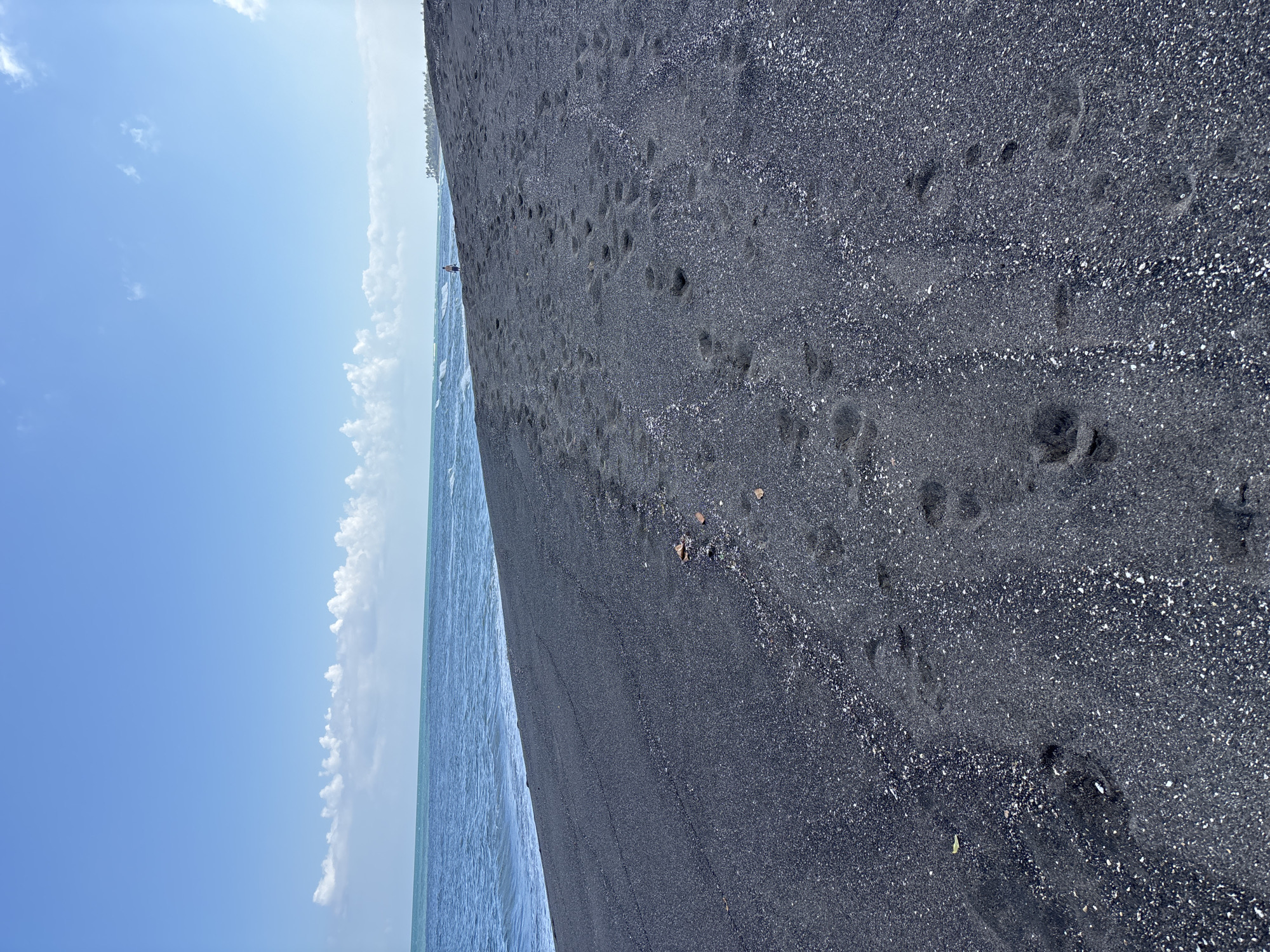 The image depicts a black sand beach in the city of Mengwi, Indonesia, on a clear day with a bright blue sky dotted with scattered white clouds. The ocean is a vibrant turquoise, with gentle waves rolling towards the shore. Footprints are clearly visible on the dark sand, indicating recent human presence. In the distance, a lone figure can be seen walking along the beach, and further down the coastline, palm trees suggest a tropical landscape. The sand itself is a mix of dark volcanic particles and lighter shell fragments.