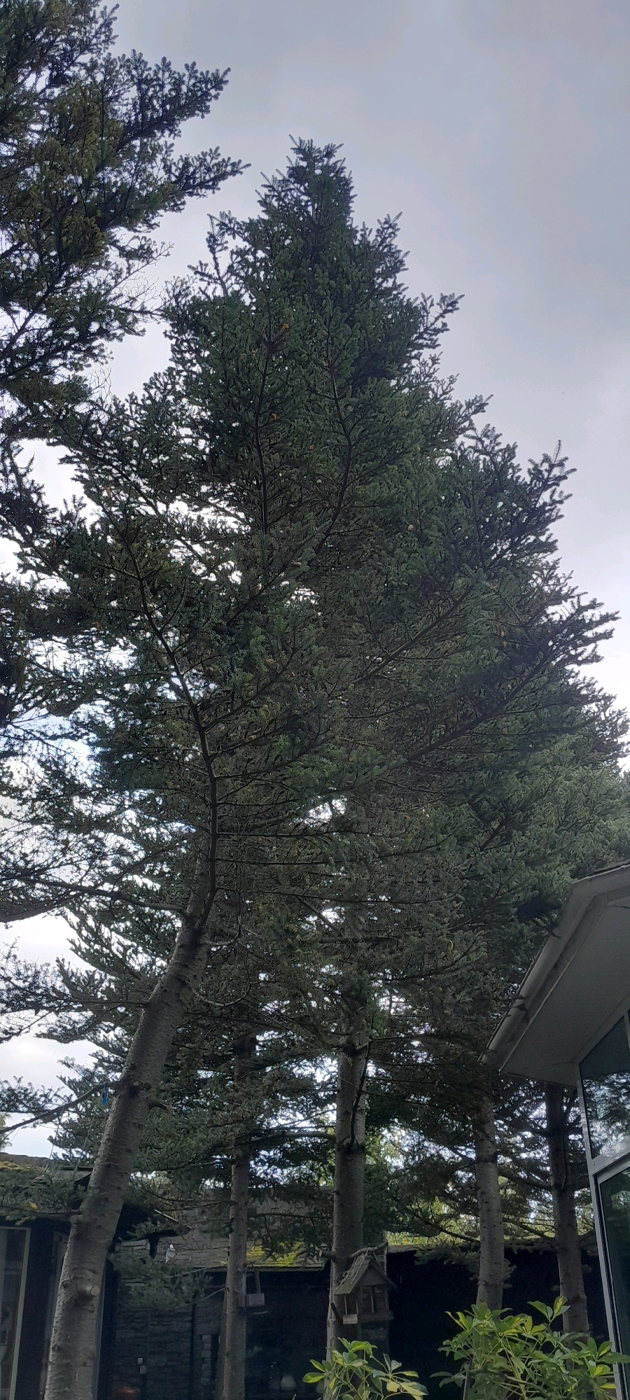 In Aleksandrovka, Russia, a cluster of tall, mature evergreen trees with dense foliage dominates the frame, reaching towards an overcast sky. The trees are characterized by their thick, textured bark and numerous branches covered in dark green needles. In the foreground, the trunk of a particularly large evergreen tree is visible on the left, leaning slightly. To the right, a portion of a modern building with a light-colored roofline and reflective windows is partially visible. The background reveals more of the evergreen trees and hints of structures possibly associated with residential or garden areas, including a rustic wooden birdhouse attached to one of the tree trunks. The overall impression is of a natural setting with man-made elements integrated into the landscape.