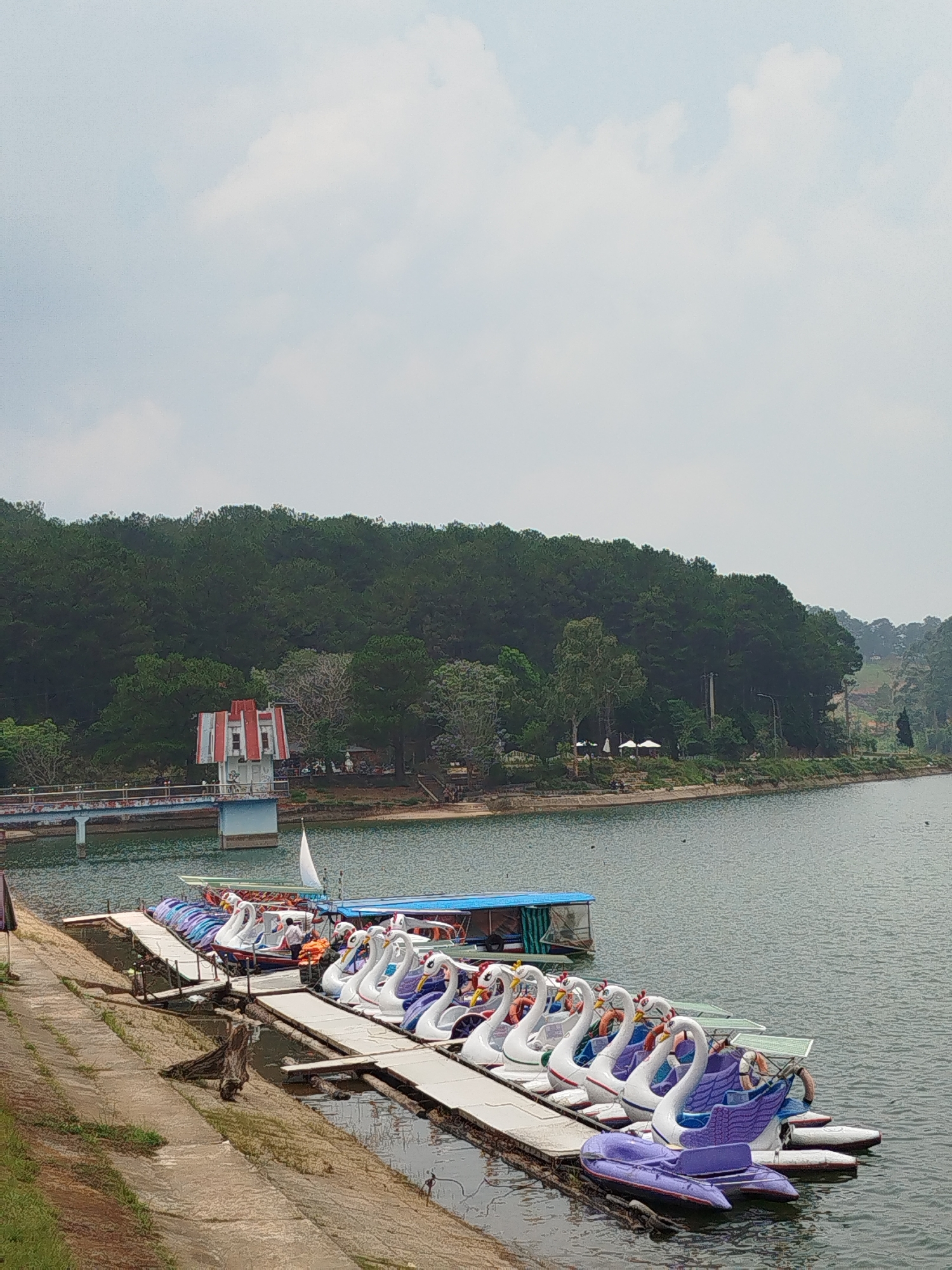 The image shows a lake in Da Lat, Vietnam, with a series of swan-shaped paddle boats docked at a pier. The boats are predominantly white with purple or blue accents, and some have orange life preservers. The pier is connected to a concrete walkway along the edge of the lake. In the background is a dense forest, a building with a red and white roof, and a bridge. The sky is overcast. There are a few people on the paddle boats.